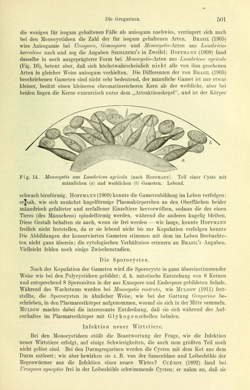 die wenigen für isogani gehaltenen Fälle als anisogam nachwies, verringert sich auch bei den Monocystideen die Zahl der für isogam gehaltenen Arten. Brasil (1905) wies Anisogamie bei TJrospora, Gonospora und Monocysüs-^im aus Lunihricus herculeus nach und zog die Angaben Siedlecki's in Zweifel; Hoffmann (1909) fand dasselbe in noch ausgeprägterer Form bei Monocystis-hiieiw aus Lumhriciis agricola (Fig. 16), betont aber, daß sich höchstwahrscheinlich nicht alle von ihm gesehenen Arten in gleicher Weise anisogam verhielten. Die Differenzen der von Brasil (1905) beschriebenen Gameten sind nicht sehr bedeutend, der männliche Gamet ist nur etwas kleiner, besitzt einen kleineren chromatinreicheren Kern als der weibliche, aber bei beiden liegen die Kerne exzentrisch unter dem ,,Attraktionskeger', und ist der Körper Fig. 14. Monocystis aus Lumbricus agricola (nach Hoffmann). Teil einer Cyste mit männlichen (a) und weiblichen {b) Gameten. Lebend. schwach birnförmig. Hoffmann (1909) konnte die Gametenbildung im Leben verfolgen: erjsah, wie sich zunächst kugelförmige Plasmakörperchen an den Oberflächen beider mäandrisch gefalteter und zerfallener Einzeltiere hervorwölben, sodann die des einen Tieres (des Männchens) spindelförmig werden, während die anderen kugehg bleiben. Diese Gestalt behalten sie auch, wenn sie frei werden — wie lange, konnte Hoffmann freilich nicht feststellen, da er sie lebend nicht bis zur Kopulation verfolgen konnte Die Abbildungen der konservierten Gameten stimmen mit dem im Leben Beobachte- ten nicht ganz überein; die cytologischen Verhältnisse erinnern an Brasil's Angaben. Vielleicht fehlen noch einige Zwischenstadien. Nach der Kopulation der Gameten wird die Sporocysto in ganz tibereinstimmender Weise wie bei den Polycystideen gebildet: d. h. mitotische Entstehung von 8 Kernen und entsprechend 8 Sporozoiten in der aus Exospore und Endospore gebildeten Schale. Während des Wachstums werden bei Monocystis rostrata, wie Mulsow (1911) fest- stellte, die Sporocysten in ähnlicher Weise, wie bei der Gattung Gregarina be- schrieben, in den Plasmarestkörper aufgenommen, worauf sie sich in der Mitte sammeln. Mulsow machte dabei die interessante Entdeckung, daß sie sich während des x\uf- enthaltes im Plasmarestkörper mit Glyko g enschollen beladen. Bei den Monocystideen stößt die Beantwortung der Frage, wie die Infektion neuer Wirtstiere erfolgt, auf einige Schwierigkeiten, die auch zum größten Teil noch nicht gelöst sind. Bei den Darmgregarinen werden die Cysten mit dem Kot aus dem Darm entleert; wie aber bewirken sie z. B. von der Samenblase und Leibeshöhle der Regenwüi'mer aus die Infektion eines neuen Wirtes? Cuenot (1892) fand bei Urospora synaptae frei in der Leibeshöhle schwimmende Cysten: er nahm an, daß sie Die Sporocysten. Infektion neuer Wirtstiere.