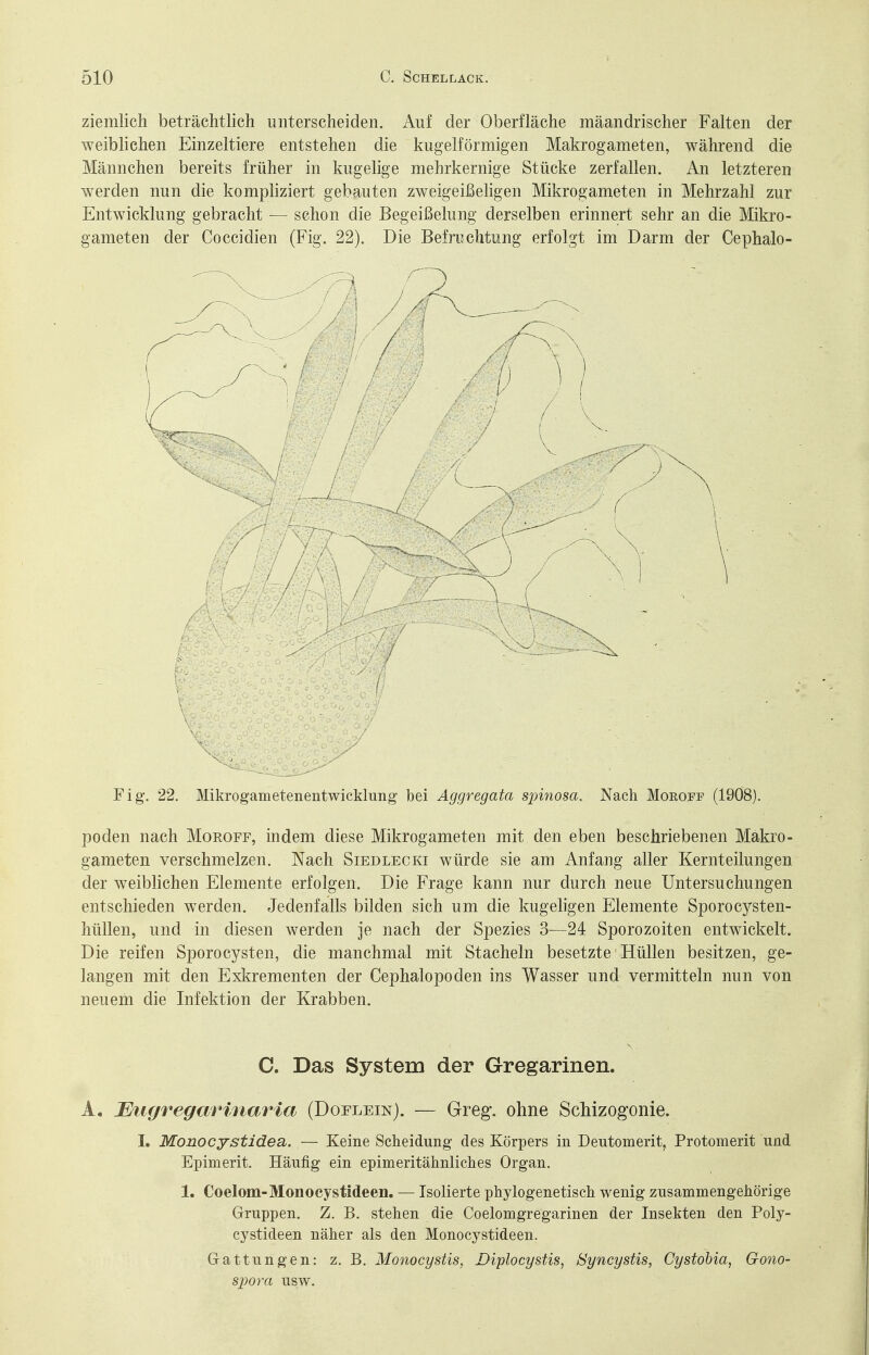ziemlich beträchtlich unterscheiden. Auf der Oberfläche mäandrischer Falten der weiblichen Einzeltiere entstehen die kugelförmigen Makrogameten, während die Männchen bereits früher in kugelige mehrkernige Stücke zerfallen. An letzteren werden nun die kompliziert gebauten zweigeißehgen Mikrogameten in Mehrzahl zur Entwicklung gebracht — schon die Begeißelung derselben erinnert sehr an die Mikro- gameten der Coccidien (Fig. 22). Die Befruchtung erfolgt im Darm der Cephalo- Fig. 22. Mikrogametenentwicklung' bei Aggregata spinosa. Nach Moeoff (1908). poden nach Moroff, indem diese Mikrogameten mit den eben beschriebenen Makro- gameten verschmelzen. Nach Siedlecki würde sie am Anfang aller Kernteilungen der weiblichen Elemente erfolgen. Die Frage kann nur durch neue Untersuchungen entschieden werden. Jedenfalls bilden sich um die kugeligen Elemente Sporocysten- hüllen, und in diesen werden je nach der Spezies 3—24 Sporozoiten entwickelt. Die reifen Sporocysten, die manchmal mit Stacheln besetzte Hüllen besitzen, ge- langen mit den Exl^rementen der Cephalopoden ins Wasser und vermitteln nun von neuem die Infektion der Krabben. C. Das System der Gregarinen. A. JEiif/regaririaria (Doelein). — Greg, ohne Schizogonie. I. Monocystidea. — Keine Scheidung des Körpers in Deutomerit, Protomerit und Epimerit. Häufig ein epimeritähnliches Organ. 1. Coelom-Monocystideen. — Isolierte phylogenetisch wenig zusammengehörige Gruppen. Z. B. stehen die Coelomgregarinen der Insekten den Poly- cystideen näher als den Monocystideen. Gattungen: z. B. Monocystis, Diplocystis, Syncystis, Cystohia, Gono- spora usw.