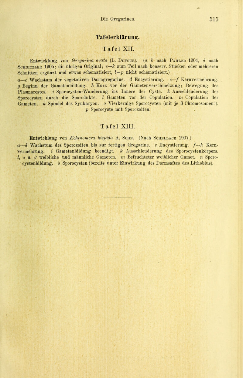 Tafelerklärung. Tafel XIL Entwicklung von Gregarina ovata (L. Dufour). (a, h nach Pähler 1904, cl nach Schnitzler 1905; die übrigen Original; e—k zum Teil nach konserv. Stücken oder mehreren Schnitten ergänzt und etwas schematisiert, 1—2^ nicht schematisiert.) a—c Wachstum der vegetativen Darmgregarine. d Encystierung. e—f Kernvermehrung. ^ Beginn der Gametenbildung. h Kurz vor der Gametenverschmelzung; Bewegung des Plasmarestes, i Sporocysten-Wanderung ins Innere der Cyste, k Ausschleuderung der Sporocysten durch die Sporodukte. l Gameten vor der Copulation. m Copulation der Gameten, n Spindel des Synkaryon. o Vierkernige Sporocysten (mit je 3 Chromosomen!). p Sporocyste mit Sporozoiten. Tafel XIIL Entwicklung von Echinomera hispida A. Schn. (Nach Schellack 1907.) u—d Wachstum des Sporozoiten bis zur fertigen Gregarine. e Encystierung. f—h Kern- Vermehrung, i Gametenbildung beendigt, k Ausschleuderung des Sporocystenkörpers. l, a n. ß weibliche und männliche Gameten, m Befruchteter weiblicher Gamet, n Sporo- . cystenbildung. o Sporocysten (bereits unter Einwirkung des Darmsaftes des Lithobius).