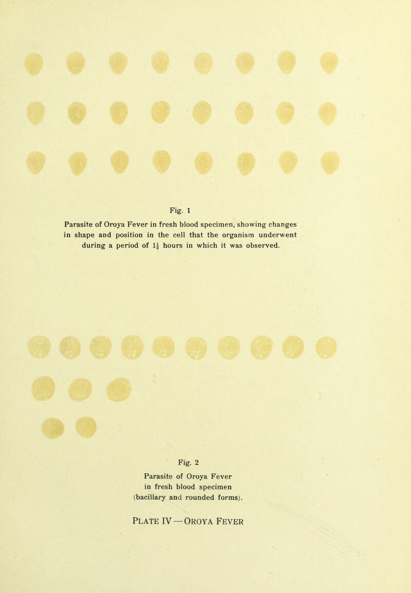 Parasite of Oroya Fever in fresh blood specimen, showing changes in shape and position in the cell that the organism underwent during a period of 1| hours in which it was observed. Fig. 2 Parasite of Oroya Fever in fresh blood specimen (bacillary and rounded forms).