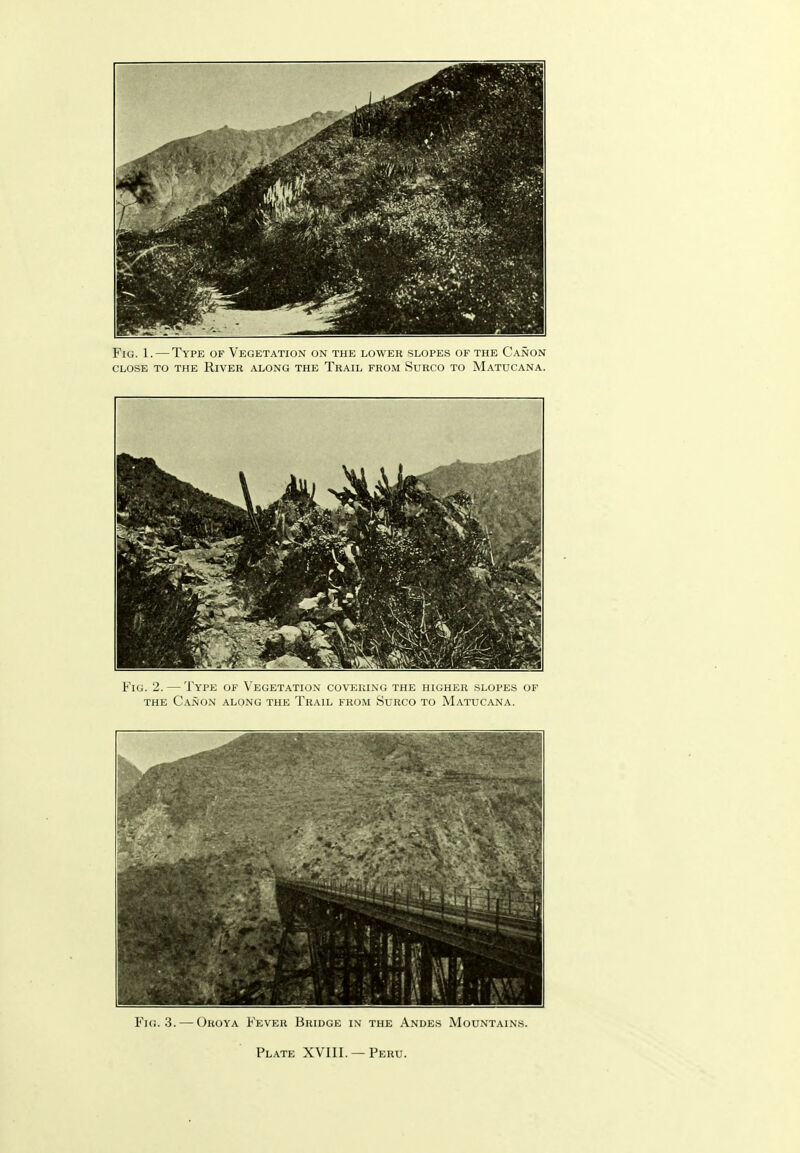 Fig. 1. — Type of Vegetation on the lower slopes of the Canon CLOSE to the River along the Trail from Surco to Matucana. Fig. 2. — Type of Vegetation covering the higher slopes of the Canon along the Trail from Surco to Matucana. Fig. 3. — Oroya Fever Bridge in the Andes Mountains.