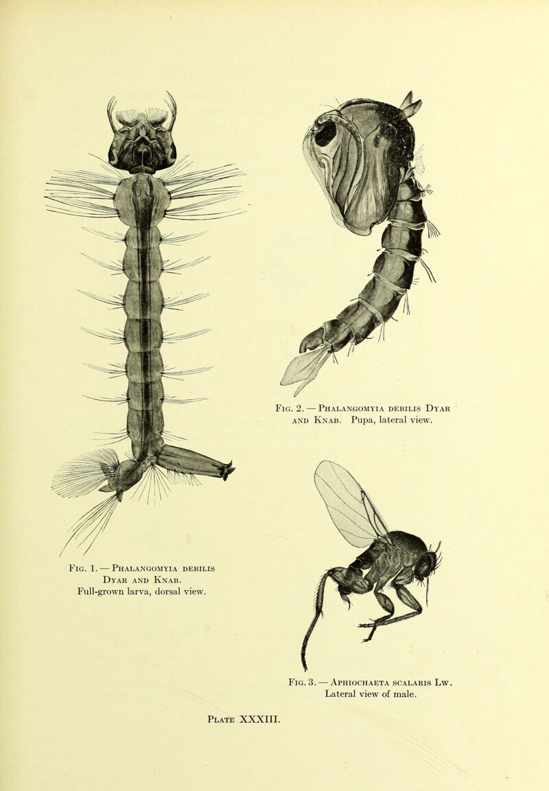 Fig. 3. — Aphiochaeta scalaris Lw. Lateral view of male.