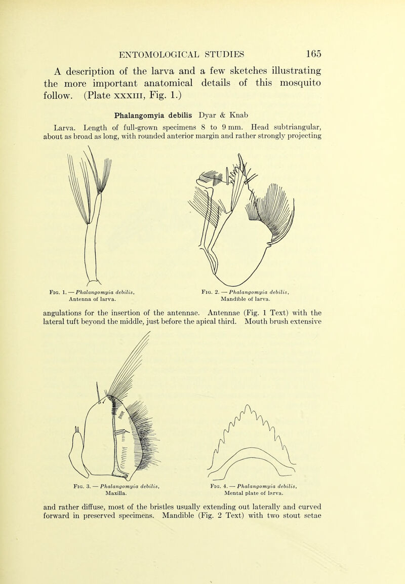 A description of the larva and a few sketches illustrating the more important anatomical details of this mosquito follow. (Plate XXXIII, Fig. 1.) Phalangomyia debilis Dyar & Knab Larva. Length of full-grown specimens 8 to 9 mm. Head subtriangular, about as broad as long, with rounded anterior margin and rather strongly projecting Fig. 1. — Phalangomyia debilis, Fig. 2. — Phalangomyia debilis, Antenna of larva. Mandible of larva. angulations for the insertion of the antennae. Antennae (Fig. 1 Te.xt) with the lateral tuft beyond the middle, just before the apical third. Mouth brush e.xtensive Fig. 3. — Phalangomyia debilis. Fig. 4. — Phalangomyia debilis, Maxilla. Mental plate of larva. and rather diffuse, most of the bristles usually extending out laterally and curved forward in preserved specimens. Mandible (Fig. 2 Text) with two stout setae