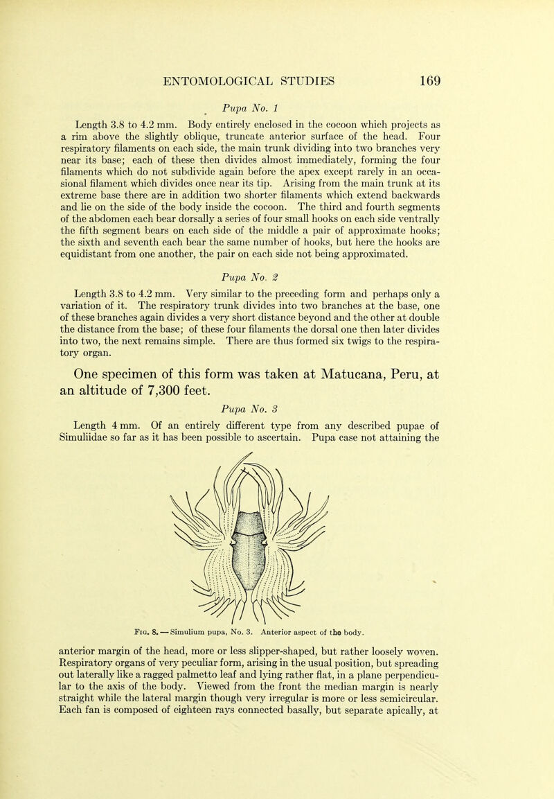 Pupa No. 1 Length 3.8 to 4.2 mm. Body entirely enclosed in the cocoon which projects as a rim above the slightly oblique, truncate anterior surface of the head. Four respiratory filaments on each side, the main trunk dividing into two branches very near its base; each of these then divides almost immediately, forming the four filaments which do not subdivide again before the apex except rarely in an occa- sional filament which divides once near its tip. Arising from the main trunk at its extreme base there are in addition two shorter filaments which extend backwards and he on the side of the body inside the cocoon. The third and fourth segments of the abdomen each bear dorsally a series of four small hooks on each side ventrally the fifth segment bears on each side of the middle a pair of approximate hooks; the sixth and seventh each bear the same number of hooks, but here the hooks are equidistant from one another, the pair on each side not being approximated. Pupa No. 2 Length 3.8 to 4.2 mm. Very similar to the preceding form and perhaps only a variation of it. The respiratory trunk divides into two branches at the base, one of these branches again divides a very short distance beyond and the other at double the distance from the base; of these four filaments the dorsal one then later divides into two, the next remains simple. There are thus formed six twigs to the respira- tory organ. One specimen of this form was taken at Matucana, Peru, at an altitude of 7,300 feet. Pupa No. 3 Length 4 mm. Of an entirely different type from any described pupae of Simuliidae so far as it has been possible to ascertain. Pupa case not attaining the Fig. 8. — Simulium pupa, No. 3. Anterior aspect of the body. anterior margin of the head, more or less slipper-shaped, but rather loosely woven. Respiratory organs of very pecuhar form, arising in the usual position, but spreading out laterally like a ragged palmetto leaf and lying rather flat, in a plane perpendicu- lar to the axis of the body. Viewed from the front the median margin is nearly straight while the lateral margin though very irregular is more or less semicircular. Each fan is composed of eighteen rays connected basally, but separate apically, at