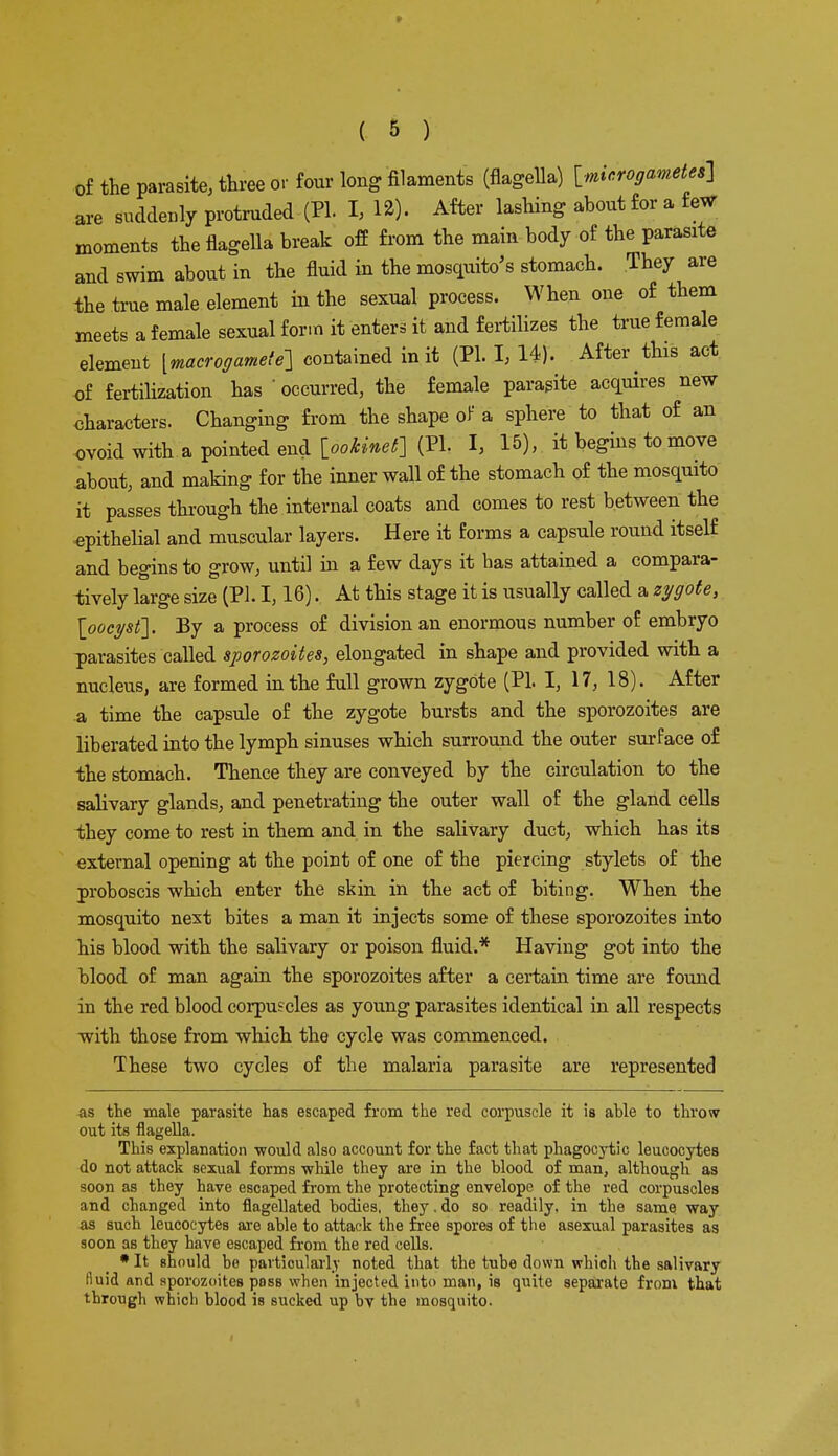 of the parasite, three or four long filaments (flagella) [minrogametes] are suddenly protruded (PL I, 12). After lashing about for a few moments the flagella break off from the main body of the parasite and swim about in the fluid in the mosquito's stomach. They are the true male element in the sexual process. When one of them meets a female sexual form it enters it and fertilizes the true female element [macrogamete-] contained in it (PI. I, 14). After this act of fertilization has ' occurred, the female parasite acquires new characters. Changing from the shape of a sphere to that of an ovoid with a pointed end [ookmet] (PI. I, 15), it begins to move about, and making for the inner wall of the stomach of the mosquito it passes through the internal coats and comes to rest between the epithelial and muscular layers. Here it forms a capsule round itself and begins to grow, until in a few days it has attained a compara- tively large size (PI. 1,16). At this stage it is usually called a zygote, \pocy&t~\. By a process of division an enormous number of embryo parasites called sporozoites, elongated in shape and provided with a nucleus, are formed in the full grown zygote (PL I, 17, 18). After a time the capsule of the zygote bursts and the sporozoites are liberated into the lymph sinuses which surround the outer surface of the stomach. Thence they are conveyed by the circulation to the salivary glands, and penetrating the outer wall of the gland cells they come to rest in them and in the salivary duct, which has its external opening at the point of one of the piercing stylets of the proboscis which enter the skin in the act of biting. When the mosquito next bites a man it injects some of these sporozoites into his blood with the salivary or poison fluid.* Having got into the blood of man again the sporozoites after a certain time are found in the red blood corpu?cles as young parasites identical in all respects with those from which the cycle was commenced. These two cycles of the malaria parasite are represented as the male parasite has escaped from the red corpuscle it is able to throw out its flagella. This explanation would also account for the fact that phagocytic leucocytes do not attack sexual forms while they are in the blood of man, although as soon as they have escaped from the protecting envelope of the red corpuscles and changed into flagellated bodies, they. do so readily, in the same way as such leucocytes are able to attack the free spores of the asexual parasites as soon as they have escaped from the red cells. * It should be particularly noted that the tube down which the salivary Huid and sporozoites pass when injected into man, is quite separate from that through which blood is sucked up by the mosquito.