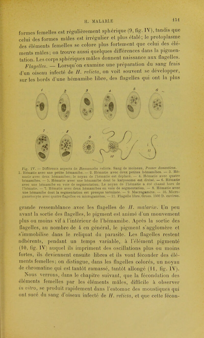 II. MALARLE formes femelles est régulièrement sphérique (9, fig. IV), tandis que celui des formes mâles est irrégulier et plus étalé; le protoplasme des éléments femelles se colore plus fortement que celui des élé- ments mâles; on trouve aussi quelques différences dans la pigmen- tation. Les corps sphériques mâles donnent naissance aux flagelles. Flagelles. — Lorsqu'on examine une préparation du sang frais d'un oiseau infecté de H. relicta, on voit souvent se développer, sur les bords d'une hémamibe libre, des flagelles qui ont la plus -/ % 3 4, ^ il 6 or» 6 ^ .< 7 #Y . S V ■■ \ 10 L - / V i \ Fig. IV. — Différents aspects de Hxmamœha relicta. Sang do moineau, Passer domesticus. 1. Hématio avec une petite hémamibe. — 2. Hématie avec deux petites hémamibes. — 3. Hé- matie avec deux hémamibes ; le noyau de l'hématie ost déplacé. — 4. Hématie avec quatre hémamibes. — 5. Hématio avec une hémamibe dont le karyosome est divisé. — 6. Hématie avec une hémamibe en voie do segmentation. Le noyau de l'hématie a été chassé hors de l'hématie. — 1. Hématie avec deux hémamibes en voie de segmentation. — 8. Hématie avec une hémamibe dont la sogmentation est presque terminée. - 9. Macrogamète. — 10. Micro- gamétocyte avec quatre flagelles ou microgamètes. — 11. Flagelle libre. Gross. 1500 D. environ. grande ressemblance .avec les flagelles de H. malarias. Un peu avant la sortie des flagelles, le pigment est animé d'un mouvement plus ou moins vif à l'intérieur de Fliémamibe. Après la sortie des flagelles, au nombre de 4 en général, le pigment s'agglomère et s'immobilise dans le reliquat du parasite. Les flagelles restent adhérents, pendant un temps variable, à l'élément pigmenté (10, fig. IV) auquel ils impriment des oscillations plus ou moins fortes, ils deviennent ensuite libres et ils vont féconder des élé- ments femelles; on distingue, dans les flagelles colorés, un noyau de chromatine qui est tantôt ramassé, tantôt allongé (11, fig. IV). Nous verrons, dans le chapitre suivant, que la fécondation des éléments femelles par les éléments mâles, difficile à observer in vitro, se produit rapidement dans l'estomac des moustiques qui ont sucé du sang d'oiseau infecté de H. relicta, et que celle fécon-