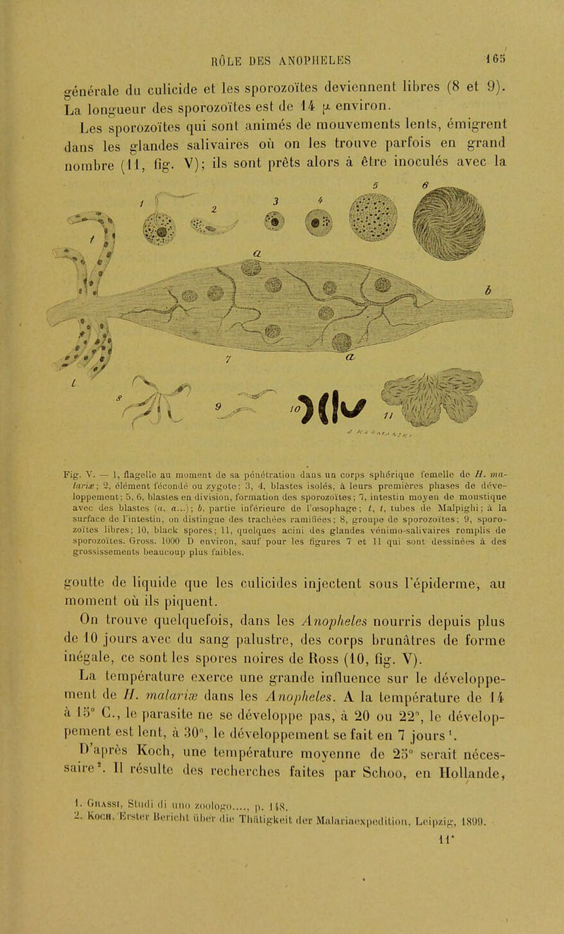 générale du culicide et les sporozoïtes deviennent libres (8 et 9). La longueur des sporozoïtes est de 14 jj. environ. Les sporozoïtes qui sont animés de mouvements lents, émigrent dans les glandes salivaires où on les trouve parfois en grand nombre (11, fig. V); ils sont prêts alors à être inoculés avec la #. %L. • ® w i» & sua Fig. V. — 1, flagelle au moment do sa pénétration dans un corps sphérique femelle de H. ma- larias; 2, élément fécondé ou zygote; 3, 4, blastes isolés, à leurs premières phases de déve- loppement; 5, 0. hlasles en division, formation des sporozoïtes; 7, intestin moyen de moustique avec des blastes (a, a...); 6, partie inférieure de l'œsophage; t, t, tubes de Malpighi; à la surface de l'intestin, on distingue des trachées ramifiées; 8, groupe de sporozoïtes; 9, sporo- zoïtes libres; 10, black spores; 11, quelques acini des glandes vénimo-salivaires remplis do sporozoïtes. Gross. 1000 D environ, sauf pour les figures 7 et 11 qui sont dessinées à des grossissements beaucoup plus faibles. goutte de liquide que les culicides injectent sous l'épidémie, au moment où ils piquent. On trouve quelquefois, dans les Anophèles nourris depuis plus de 10 jours avec du sang palustre, des corps brunâtres de forme inégale, ce sont les spores noires de Ross (10, fig. V). La température exerce une grande influence sur le développe- menl de //. malaria dans les Anophèles. A la température de 14 à 15 C, le parasite ne se développe pas, à 20 ou 22°, le dévelop- pement est lent, à 30°, le développement se fait en 1 jours '. D après Koch, une température moyenne de 25° serait néces- saire5. Il résulte des recherches faites par Schoo, en Hollande, 1. Grassi, Studi di uno zoologo p. IIS. 2. Koch, Erstev Sérient ilbet Hic Thiitigkeit der MalaBiaexpedition, Leipzig, L899. il*