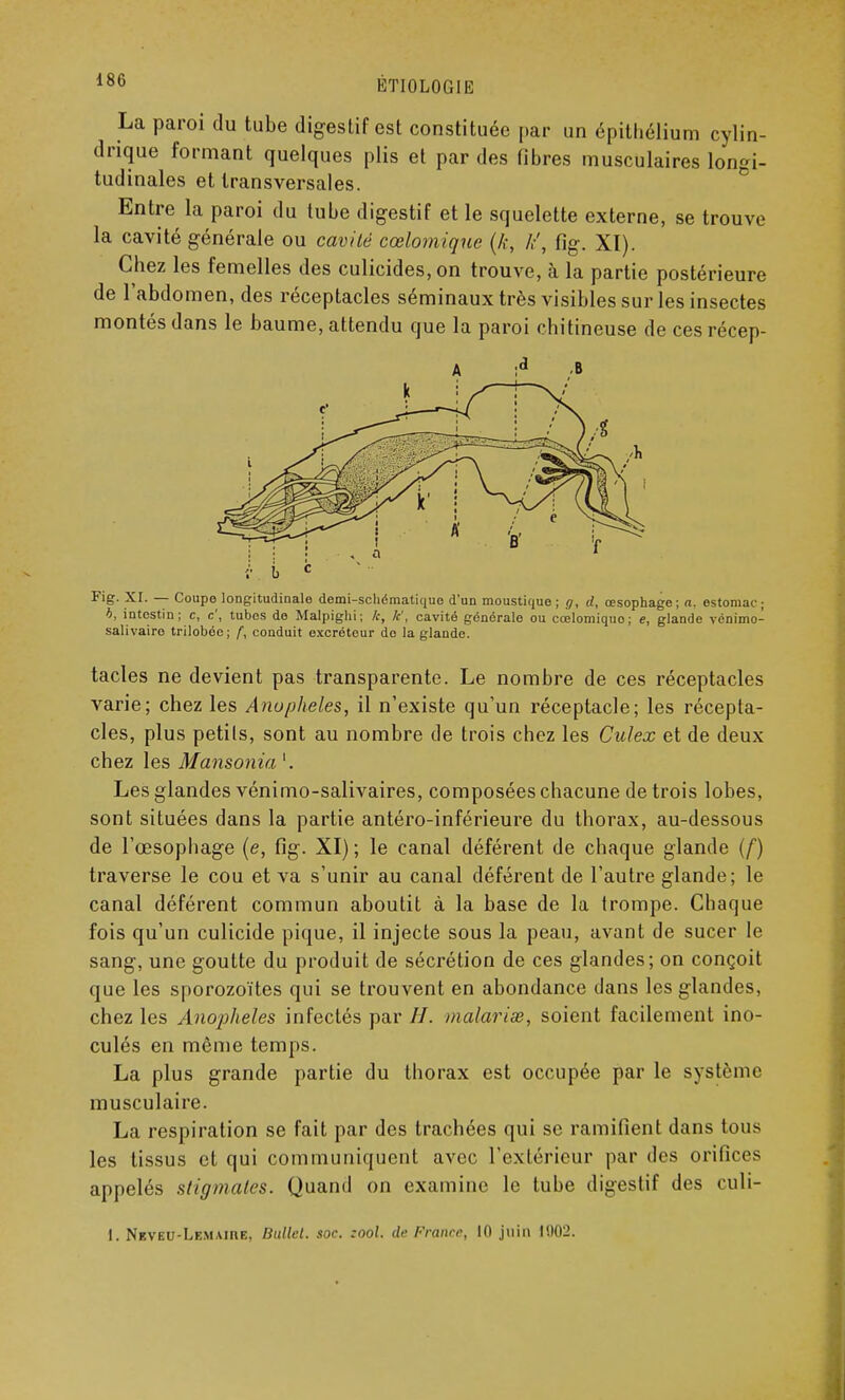 La paroi du tube digestif est constituée par un épithélium cylin- drique formant quelques plis et par des fibres musculaires longi- tudinales et transversales. Entre la paroi du tube digestif et le squelette externe, se trouve la cavité générale ou cavité cœlomique (k, k', fig. XI). Chez les femelles des culicides, on trouve, à la partie postérieure de l'abdomen, des réceptacles séminaux très visibles sur les insectes montés dans le baume, attendu que la paroi chitineuse de ces récep- k Fig. XI. — Coupe longitudinale demi-schématique d'un moustique ; g, d, œsophage; a. estomac ; b, intestin; c, c', tubes de Malpighi; k, k', cavité générale ou cœlomiquo; e, glande vénimo- salivairo trilobée ; f, conduit excréteur do la glande. tacles ne devient pas transparente. Le nombre de ces réceptacles varie; chez les Anophèles, il n'existe qu'un réceptacle; les récepta- cles, plus petits, sont au nombre de trois chez les Culex et de deux chez les Mansonia '. Les glandes vénimo-salivaires, composées chacune de trois lobes, sont situées dans la partie antéro-inférieure du thorax, au-dessous de l'œsophage (e, fig. XI) ; le canal déférent de chaque glande (f) traverse le cou et va s'unir au canal déférent de l'autre glande; le canal déférent commun aboutit à la base de la trompe. Chaque fois qu'un culicide pique, il injecte sous la peau, avant de sucer le sang, une goutte du produit de sécrétion de ces glandes; on conçoit que les sporozoïtes qui se trouvent en abondance dans les glandes, chez les Anophèles infectés par //. malavisé, soient facilement ino- culés en même temps. La plus grande partie du thorax est occupée par le système musculaire. La respiration se fait par des trachées qui se ramifient dans tous les tissus et qui communiquent avec l'extérieur par des orifices appelés stigmates. Quand on examine le tube digestif des culi- I. Neveo-Lemaire, Ballet, soc. :ool. de France, 10 juin 1002.