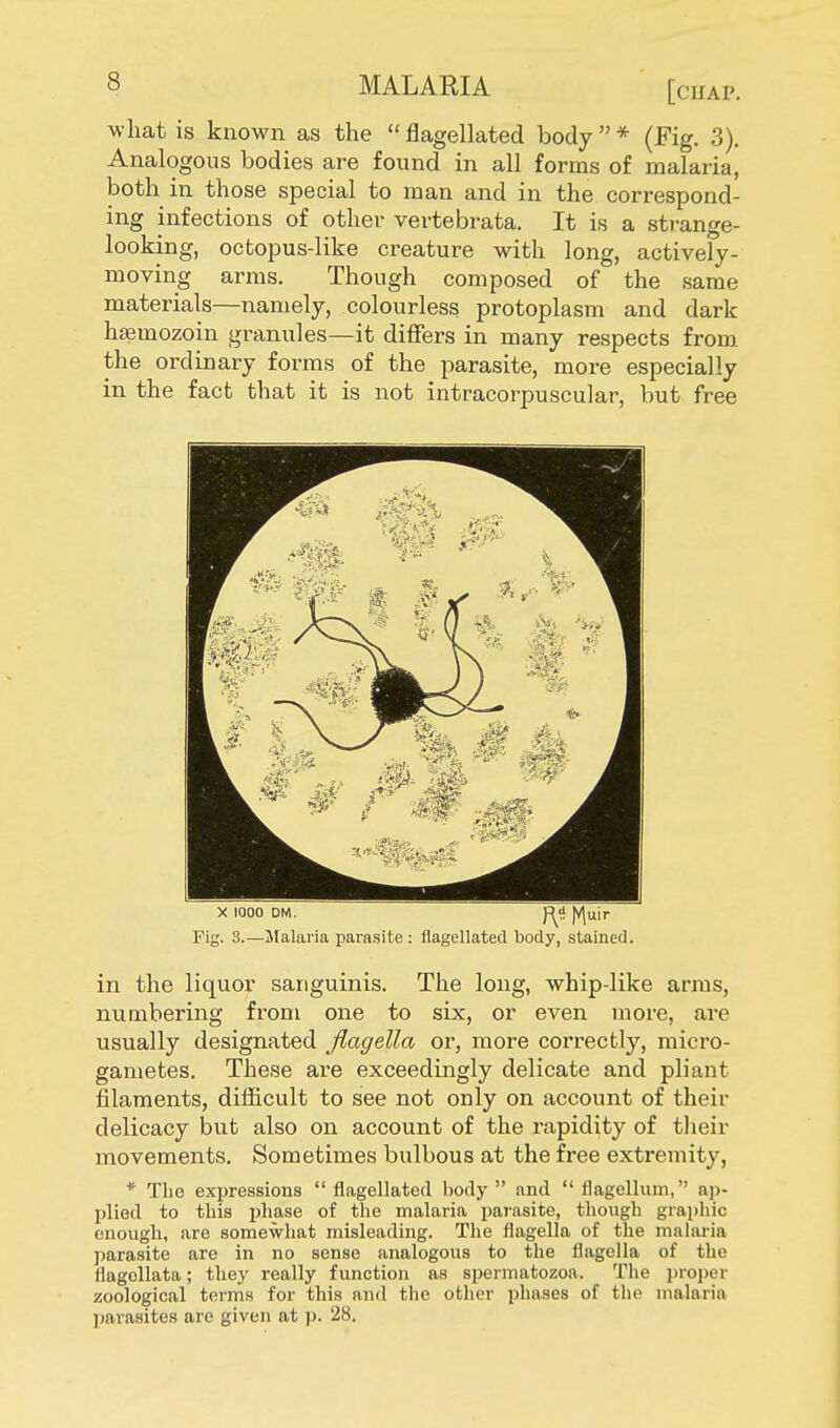 what is known as the flagellated body* (Fig. 3). Analogous bodies are found in all forms of malaria, both in those special to man and in the correspond- ing infections of other vertebrata. It is a strange- looking, octopus-like creature with long, actively- moving arms. Though composed of the same materials—namely, colourless protoplasm and dark hsemozoin granules—it differs in many respects from, the ordinary forms of the parasite, more especially in the fact that it is not intracorpuscular, but free Fig. 3.—Malaria parasite: flagellated body, stained. in the liquor sanguinis. The long, whip-like arms, numbering from one to six, or even more, are usually designated Jlagella or, more correctly, micro- gametes. These are exceedingly delicate and pliant filaments, difficult to see not only on account of their delicacy but also on account of the rapidity of their movements. Sometimes bulbous at the free extremity, * The expressions flagellated body and flagellum, ftp- plied to this phase of the malaria parasite, though graphic enough, are somewhat misleading. The flagella of the malaria parasite are in no sense analogous to the flagella of the flagellata; they really function as spermatozoa. The proper zoological terms for this and the other phases of the malaria parasites arc given at p. 28.