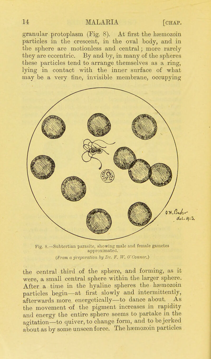 granular protoplasm (Fig. 8). At first the haemozoin particles in the crescent, in the oval body, and in the sphere are motionless and central; more rarely they are eccentric. By and by, in many of the spheres these particles tend to arrange themselves as a ring, lying in contact with the inner surface of what may be a very fine, invisible membrane, occupying Fig. S.— Sub tertian parasite, showing male and female gametes approximated. (From a preparation by Dr. F. W. O'Connor.) the central third of the sphere, and forming, as it were, a small central sphere within the larger sphere. After a time in the hyaline spheres the hasmozoin particles begin—at first slowly and intermittently, afterwards more energetically—to dance about. As the movement -of the pigment increases in rapidity and energy the entire sphere seems to partake in the agitation—to quiver, to change form, and to be jerked about as by some unseen force. The haemozoin particles