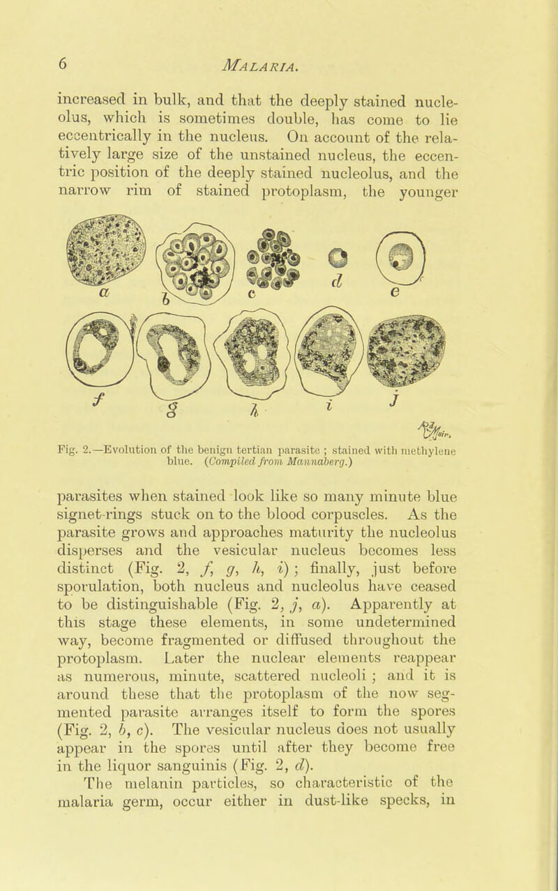 increased in bulk, and that the deeply stained nucle- olus, which is sometimes double, has come to lie eccentrically in the nucleus. On account of the rela- tively large size of the unstained nucleus, the eccen- tric position of the deeply stained nucleolus, and the narrow rim of stained protoplasm, the younger 1&h Fig. 2.—Evolution of the benign tertian parasite ; stained with methylene blue. (Compiled from Mannaberg.) parasites when stained look like so many minute blue signet-rings stuck on to the blood corpuscles. As the parasite grows and approaches maturity the nucleolus disperses and the vesicular nucleus becomes less distinct (Fig. 2, f, g, h, i) ; finally, just before sporulation, both nucleus and nucleolus have ceased to be distinguishable (Fig. 2, j, a). Apparently at this stage these elements, in some undetermined way, become fragmented or diffused throughout the protoplasm. Later the nuclear elements reappear as numerous, minute, scattered nucleoli ; and it is around these that the protoplasm of the now seg- mented parasite arranges itself to form the spores (Fig. 2, b, c). The vesicular nucleus does not usually appear in the spores until after they become free in the liquor sanguinis (Fig. 2, d). The melanin particles, so characteristic of the malaria germ, occur either in dustdike specks, in
