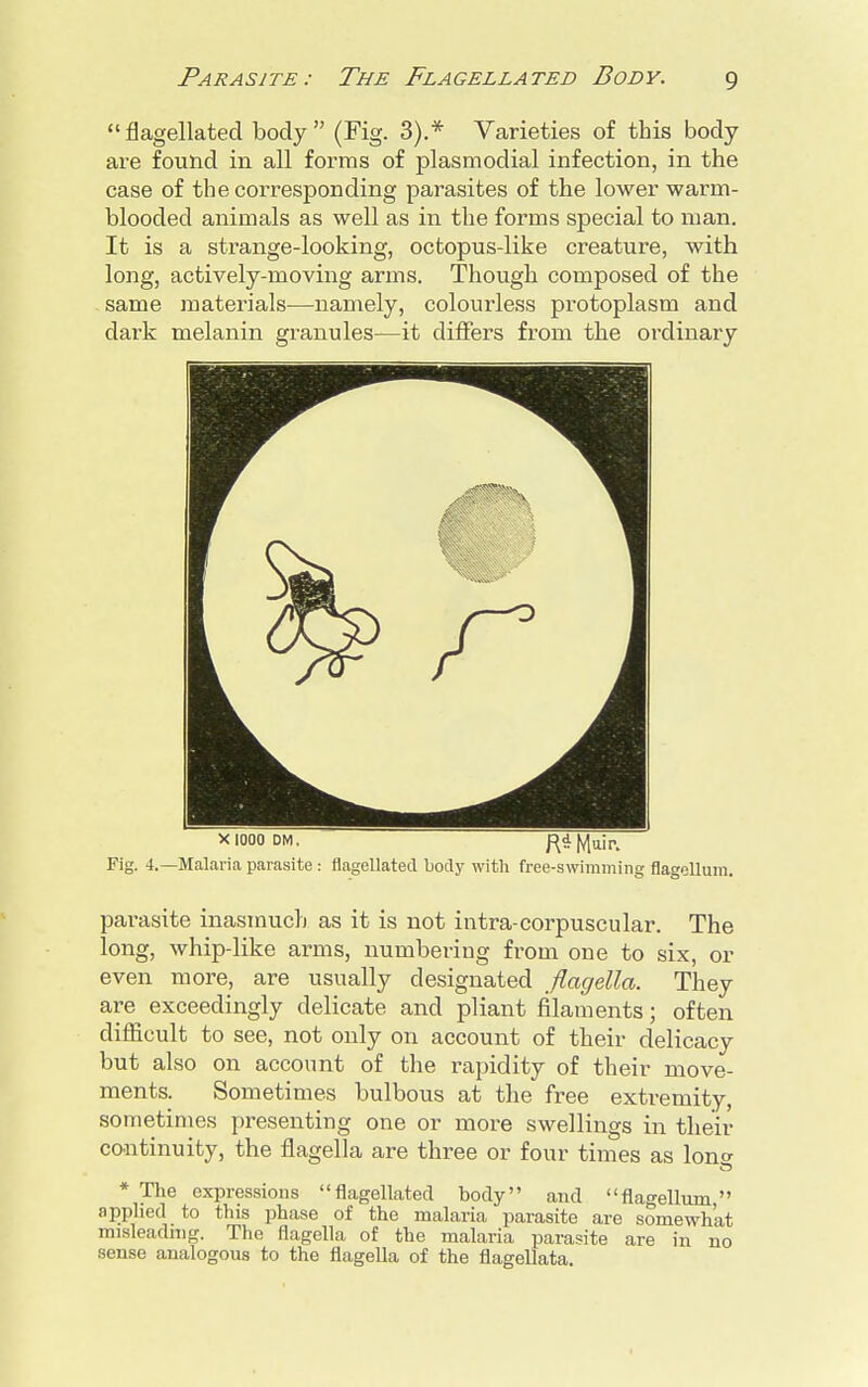 flagellated body (Fig. 3).* Varieties of this body are found in all forms of plasmodial infection, in the case of the corresponding parasites of the lower warm- blooded animals as well as in the forms special to man. It is a strange-looking, octopus-like creature, with long, actively-moving arms. Though composed of the same materials—namely, colourless protoplasm and dark melanin granules—it differs from the ordinary xiooo dm. RiMiir. Fig. 4.—Malaria parasite : flagellated body with free-swimming flagelluin. parasite inasmuch as it is not intra-corpuscular. The long, whip-like arms, numbering from one to six, or even more, are usually designated flagella. They are exceedingly delicate and pliant filaments; often difficult to see, not only on account of their delicacy but also on account of the rapidity of their move- ments. Sometimes bulbous at the free extremity, sometimes presenting one or more swellings in their continuity, the flagella are three or four times as lon°- * The expressions flagellated body and flagellum  applied to this phase of the malaria parasite are somewhat misleading. The flagella of the malaria parasite are in no sense analogous to the flagella of the flagellata