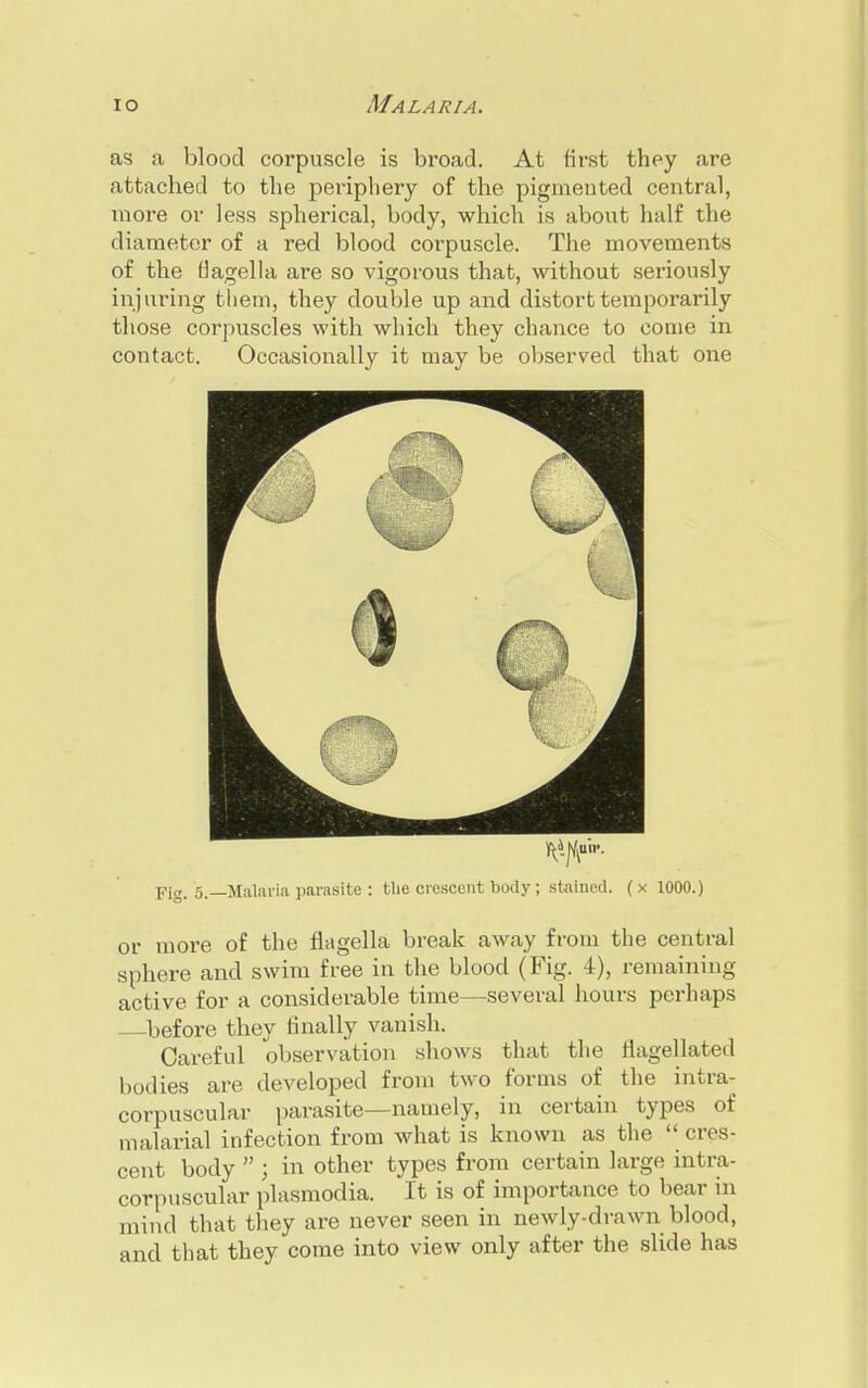 as a blood corpuscle is broad. At first they are attached to the periphery of the pigmented central, more or less spherical, body, which is about half the diameter of a red blood corpuscle. The movements of the fiagella are so vigorous that, without seriously injuring them, they double up and distort temporarily those corpuscles with which they chance to come in contact. Occasionally it may be observed that one Fig. 5.—Malaria parasite : the crescent body ; stained. ( x 1000.) or more of the flagella break away from the central sphere and swim free in the blood (Fig. 4), remaining active for a considerable time—several hours perhaps before they finally vanish. Careful observation shows that the flagellated bodies are developed from two forms of the intra- corpuscular parasite—namely, in certain types of malarial infection from what is known as the  cres- cent body  ; in other types from certain large intra- corpuscular plasmodia. It is of importance to bear in mind that they are never seen in newly-drawn blood, and that they come into view only after the slide has