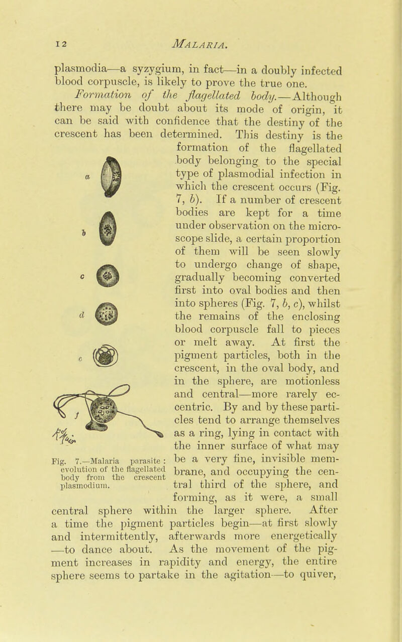 Plasmodia—a syzygium, in fact—in a doubly infected blood corpuscle, is likely to prove the true one. Formation of the flagellated body.—Although there may be doubt about its mode of origin, it can be said with confidence that the destiny of the crescent has been determined. This destiny is the formation of the flagellated body belonging to the special type of plasmodial infection in which the crescent occurs (Fig. 7, b). If a number of crescent bodies are kept for a time under observation on the micro- scope slide, a certain proportion of them will be seen slowly to undergo change of shape, gradually becoming converted first into oval bodies and then into spheres (Fig. 7, b, c), whilst the remains of the enclosing blood corpuscle fall to pieces or melt away. At first the pigment particles, both in the crescent, in the oval body, and in the sphere, are motionless Ccr— and central—more rarely ec- «f»^ centric. By and by these parti- cles tend to arrange themselves as a ring, lying in contact with the inner surface of what may Fig. 7.—Malaria parasite: be a very fine, invisible mem- evolution of the flagellated brane, and occupying the cen- body from the crescent ' . cj o Plasmodium. tral third ot the sphere, and forming, as it were, a small central sphere within the larger sphere. After a time the pigment particles begin—at first slowly and intermittently, afterwards more energetically —to dance about. As the movement of the pig- ment increases in rapidity and energy, the entire sphere seems to partake in the agitation—to quiver,