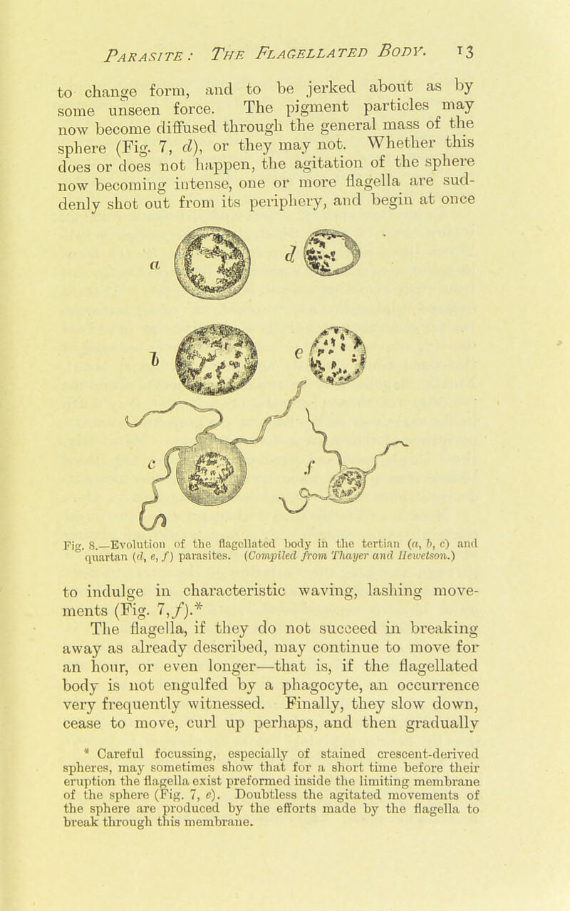 to change form, and to be jerked about as by some unseen force. The pigment particles may now become diffused through the general mass of the sphere (Pig. 7, d), or they may not. Whether this does or does not happen, the agitation of the sphere now becoming intense, one or more flagella are sud- denly shot out from its periphery, and begin at once Fig. 8.—Evolution of the flagellated body in the tertian (ri, b, c) and ° quartan (d, e, /) parasites. {Compiled from Thayer and Hewelson.) to indulge in characteristic waving, lashing move- ments (Fig. 7,/).* The flagella, if they do not succeed in breaking away as already described, may continue to move for an hour, or even longer—that is, if the flagellated body is not engulfed by a phagocyte, an occurrence very frequently witnessed. Finally, they slow down, cease to move, curl up perhaps, and then gradually * Careful focussing, especially of stained crescent-derived spheres, may sometimes show that for a short time before their eruption the flagella exist preformed inside the limiting membrane of the sphere (Fig. 7, e). Doubtless the agitated movements of the sphere are produced by the efforts made by the flagella to break through this membrane.