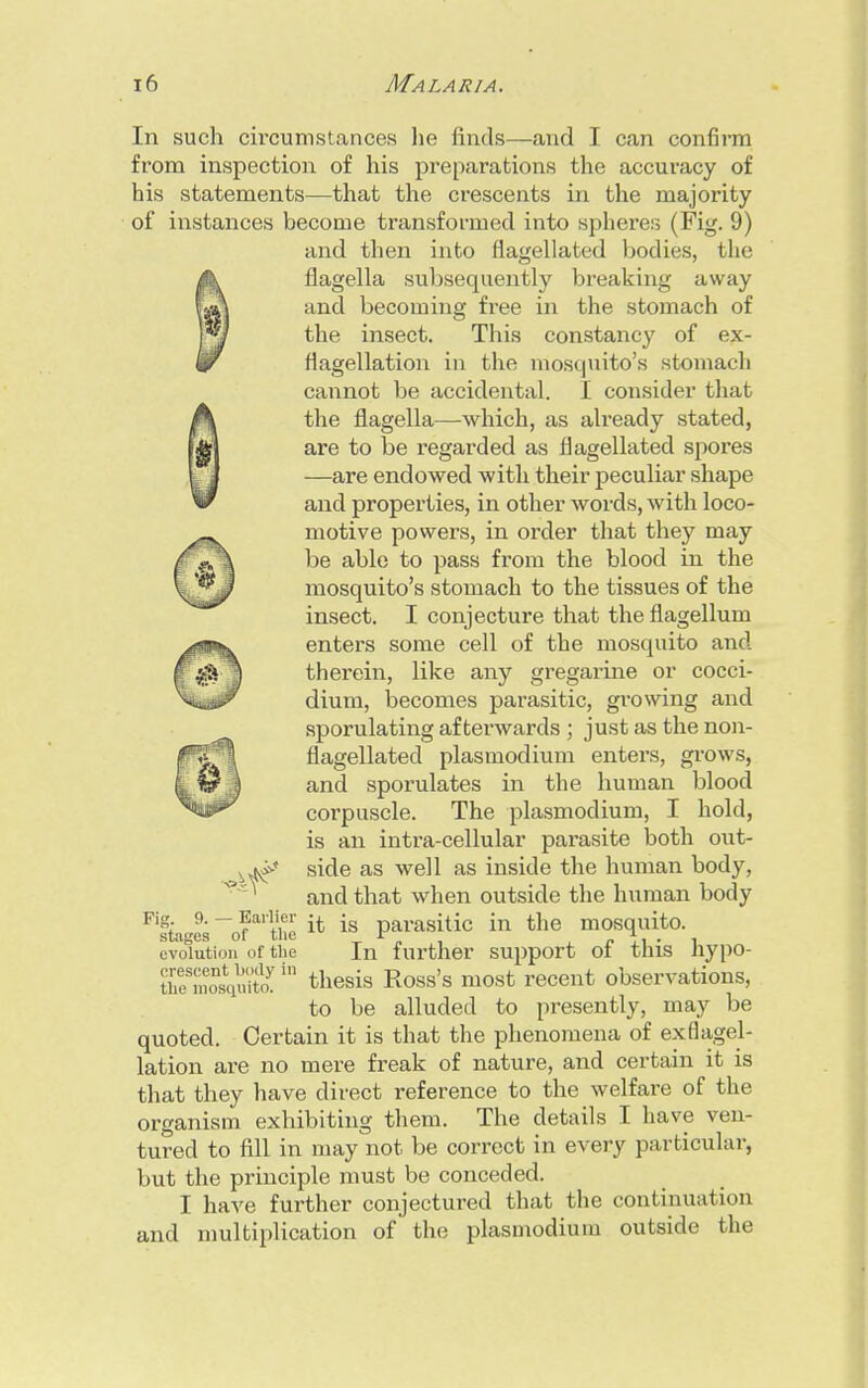 In such circumstances he finds—and I can confirm from inspection of his preparations the accuracy of his statements—that the crescents in the majority of instances become transformed into spheres (Fig. 9) and then into flagellated bodies, the flagella subsequently breaking away and becoming free in the stomach of the insect. This constancy of ex- flagellation in the mosquito's stomach cannot be accidental. I consider that the flagella—which, as already stated, are to be regarded as flagellated spores —are endowed with their peculiar shape and properties, in other words, with loco- motive powers, in order that they may be able to pass from the blood in the mosquito's stomach to the tissues of the insect. I conjecture that the flagellum enters some cell of the mosquito and therein, like any gregarine or cocci- dium, becomes parasitic, growing and sporulating afterwards ; just as the non- flagellated plasmodium enters, grows, and sporulates in the human blood corpuscle. The plasmodium, I hold, is an intra-cellular parasite both out- side as well as inside the human body, and that when outside the human body Fig 9. - Earlier it ^ parasitic in the mosquito. stages or tlie n , \ ■ i evolution of the In further support of this nypo- u^motquita in thesis Ross's most recent observations, to be alluded to presently, may be quoted. Certain it is that the phenomena of ex flagel- lation are no mere freak of nature, and certain it is that they have direct reference to the welfare of the organism exhibiting them. The details I have ven- tured to fill in may not be correct in every particular, but the principle must be conceded. I have further conjectured that the continuation and multiplication of the plasmodium outside the