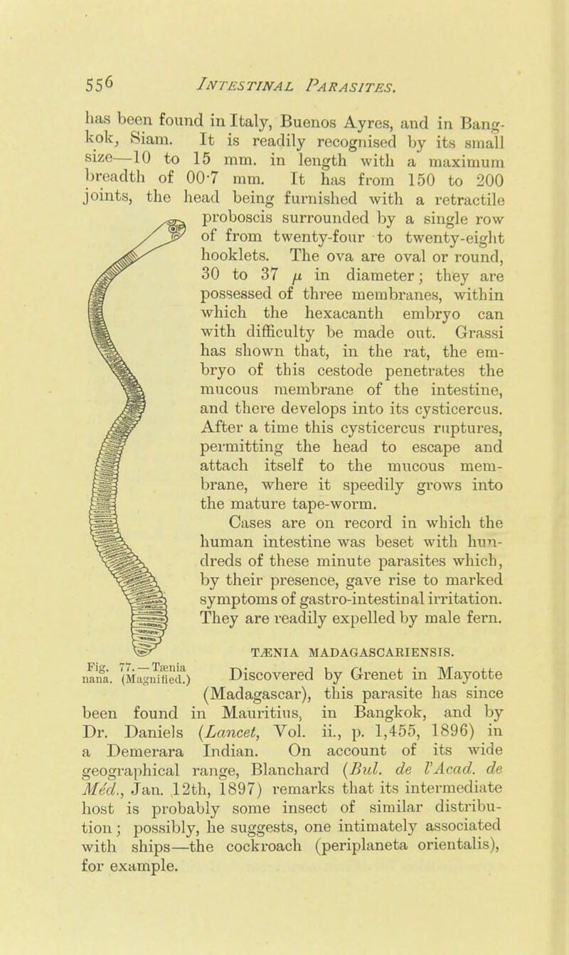 has been found in Italy, Buenos Ay res, and in Bang- kok, Siam. It is readily recognised by its small size—10 to 15 mm. in length with a maximum breadth of 00-7 mm. It has from 150 to 200 joints, the head being furnished with a retractile proboscis surrounded by a single row of from twenty-four to twenty-eight hooklets. The ova are oval or round, 30 to 37 n in diameter; they are possessed of three membranes, within which the hexacanth embryo can with difficulty be made out. Grassi has shown that, in the rat, the em- bryo of this cestode penetrates the mucous membrane of the intestine, and there develops into its cysticercus. After a time this cysticercus ruptures, permitting the head to escape and attach itself to the mucous mem- brane, where it speedily grows into the mature tape-worm. Cases are on record in which the human intestine was beset with hun- dreds of these minute parasites which, by their presence, gave rise to marked symptoms of gastro-intestinal irritation. They are readily expelled by male fern. TAENIA MADAGASCARIENSIS. nana. (Magnified!) Discovered by Grenet in Mayotte (Madagascar), this parasite has since been found in Mauritius, in Bangkok, and by Dr. Daniels (Lancet, Vol. ii., p. 1,455, 1896) in a Demerara Indian. On account of its wide geographical range, Blanchard (Bid. de I'Acad, de Med., Jan. 12th, 1897) remarks that its intermediate host is probably some insect of similar distribu- tion ; possibly, he suggests, one intimately associated with ships—the cockroach (periplaneta orientalis), for example.