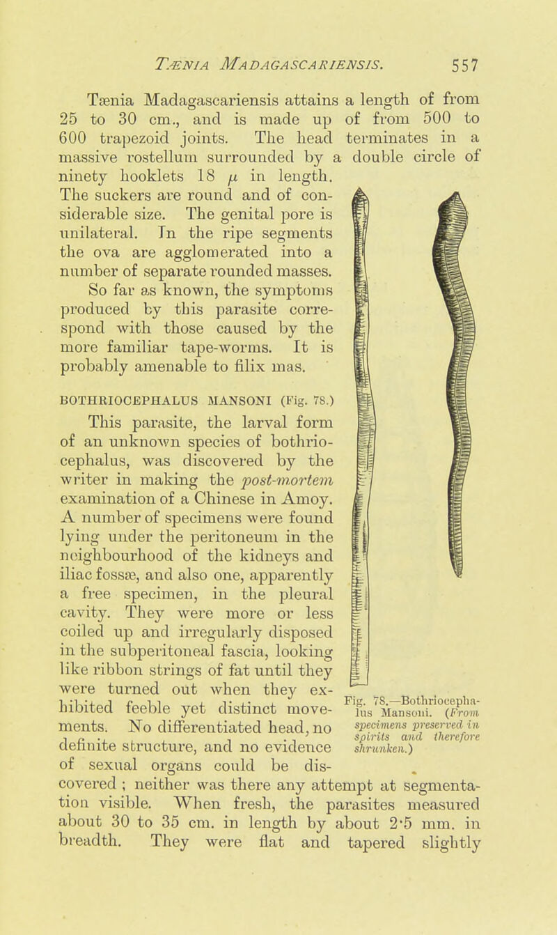 Taenia Madagascariensis attains a length of from 25 to 30 cm., and is made up of from 500 to 600 trapezoid joints. The head terminates in a massive rostellum surrounded by a double circle of ninety hooklets 18 ju in length. The suckers are round and of con- siderable size. The genital pore is unilateral. In the ripe segments the ova are agglomerated into a number of separate rounded masses. So far as known, the symptoms produced by this parasite corre- spond with those caused by the more familiar tape-worms. It is probably amenable to filix mas. BOTHRIOCEPHALUS MANSONI (Fig. 78.) This parasite, the larval form of an unknown species of bothi'io- cephalus, was discovered by the writer in making the post-mortem examination of a Chinese in Amoy. A number of specimens were found lying under the peritoneum in the neighbourhood of the kidneys and iliac fossae, and also one, apparently a free specimen, in the pleural cavity. They were more or less coiled up and irregularly disposed in the subperitoneal fascia, looking like ribbon strings of fat until they were turned out when they ex- hibited feeble yet distinct move- ments. No differentiated head, no definite structure, and no evidence of sexual organs could be dis- covered ; neither was there any attempt at segmenta- tion visible. When fresh, the parasites measured about 30 to 35 cm. in length by about 2*5 mm. in breadth. They were flat and tapered slightly Fig. 78.—Bothrioceplia- lus Mansoui. (From, specimens preserved in spirits and therefore shrunken.)