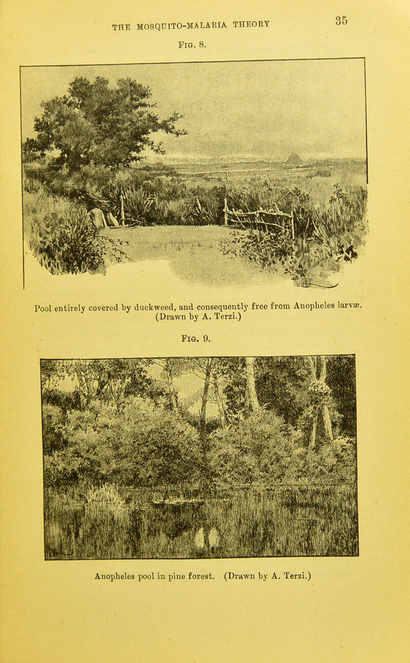 Pig. 8. 35 Pool entirely covered by duckweed, and consequently free from Anopheles larvse. (Drawn by A. Terzi.) Fig. 9. Anopheles pool in pine forest. (Drawn by A. Terzi.)