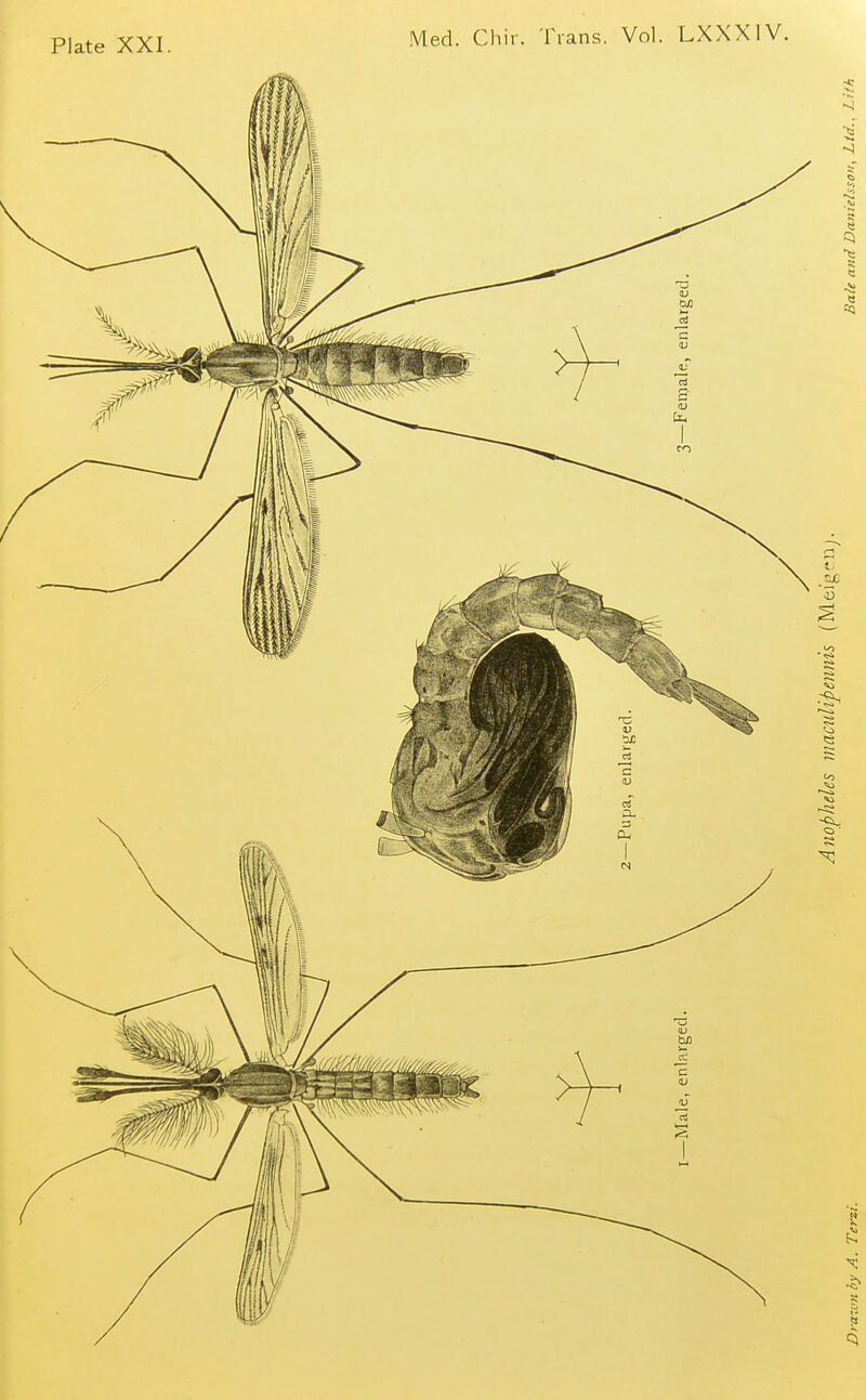 Plate XXI.