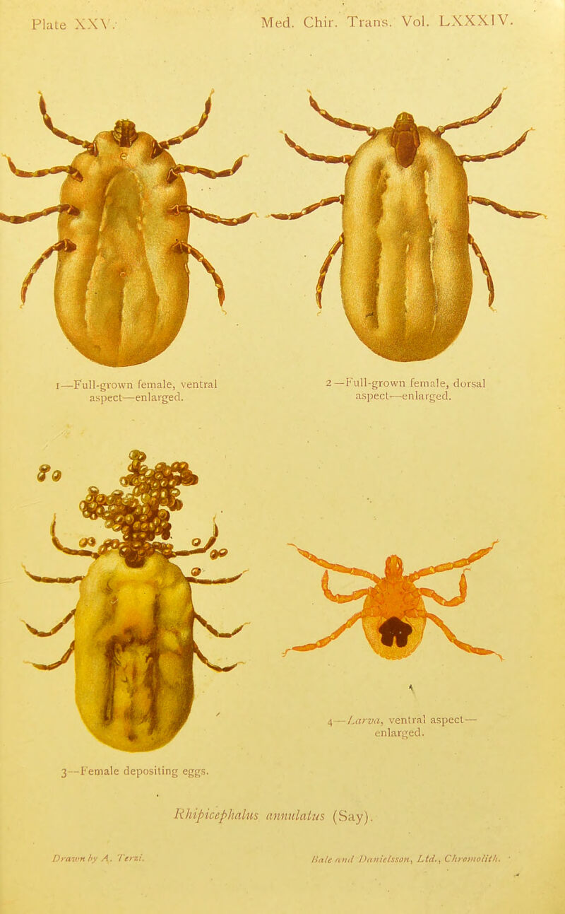 3—Female depositing eggs. Rhipicephalus annulalus (Say). Drawn hy A . 'I'erzi. lialc niul Ddiiie/ssoii, Ltd., Chioinolith.