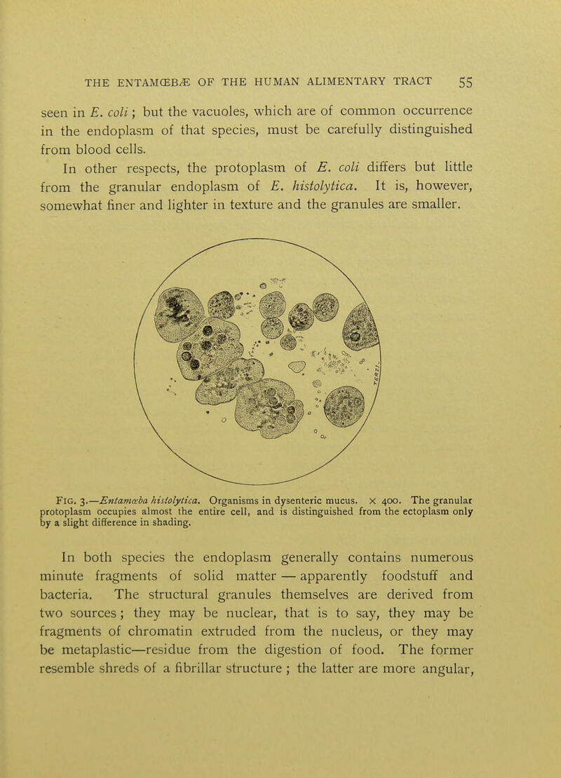 seen in E. coli; but the vacuoles, which are of common occurrence in the endoplasm of that species, must be carefully distinguished from blood cells. In other respects, the protoplasm of E. coli differs but little from the granular endoplasm of E. histolytica. It is, however, somewhat finer and lighter in texture and the granules are smaller. Fig. 3.—Entamaba histolytica. Organisms in dysenteric mucus. X 400. The granular protoplasm occupies almost the entire cell, and is distinguished from the ectoplasm only by a slight difference in shading. In both species the endoplasm generally contains numerous minute fragments of solid matter — apparently foodstuff and bacteria. The structural granules themselves are derived from two sources; they may be nuclear, that is to say, they may be fragments of chromatin extruded from the nucleus, or they may be metaplastic—residue from the digestion of food. The former resemble shreds of a fibrillar structure ; the latter are more angular,