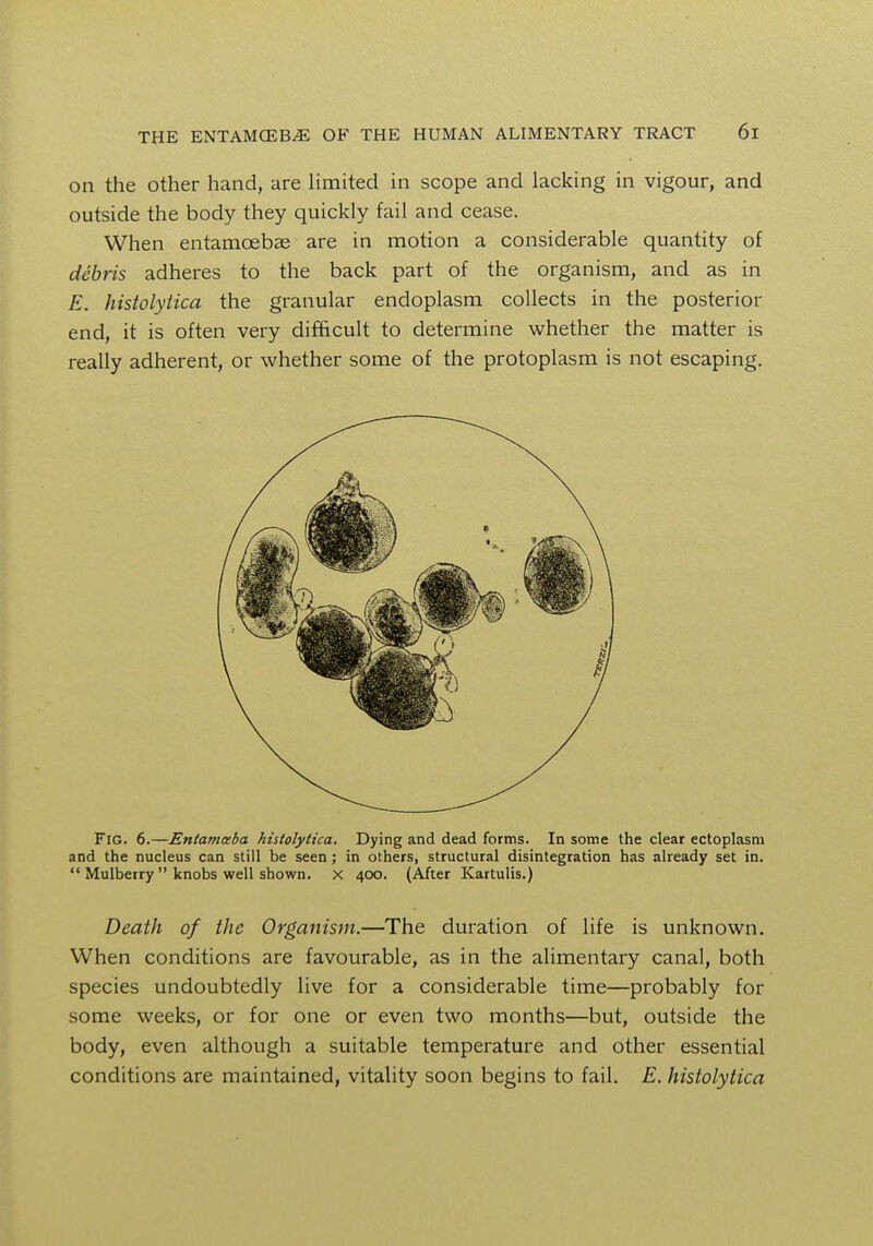 on the other hand, are limited in scope and lacking in vigour, and outside the body they quickly fail and cease. When entamoeba? are in motion a considerable quantity of debris adheres to the back part of the organism, and as in E. histolytica the granular endoplasm collects in the posterior end, it is often very difficult to determine whether the matter is really adherent, or whether some of the protoplasm is not escaping. Fig. 6.—Entamceba histolytica. Dying and dead forms. In some the clear ectoplasm and the nucleus can still be seen; in others, structural disintegration has already set in.  Mulberry  knobs well shown, x 400. (After Kartulis.) Death of the Organism.—The duration of life is unknown. When conditions are favourable, as in the alimentary canal, both species undoubtedly live for a considerable time—probably for some weeks, or for one or even two months—but, outside the body, even although a suitable temperature and other essential conditions are maintained, vitality soon begins to fail. E. histolytica