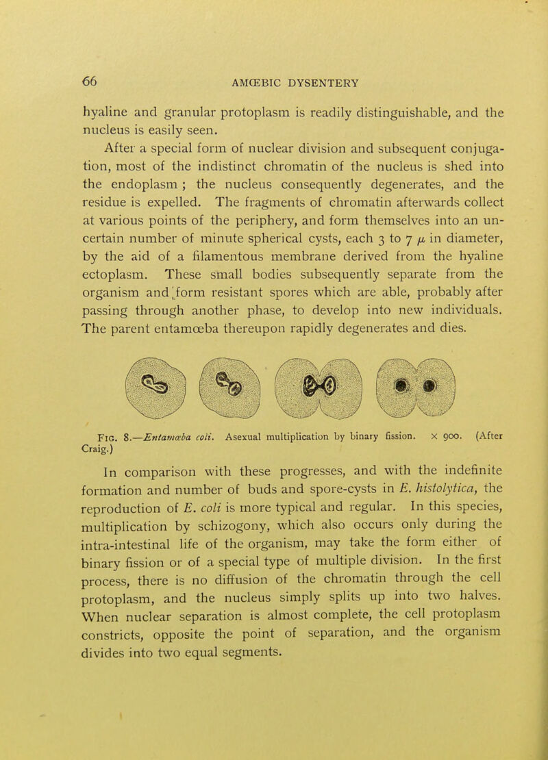 hyaline and granular protoplasm is readily distinguishable, and the nucleus is easily seen. After a special form of nuclear division and subsequent conjuga- tion, most of the indistinct chromatin of the nucleus is shed into the endoplasm ; the nucleus consequently degenerates, and the residue is expelled. The fragments of chromatin afterwards collect at various points of the periphery, and form themselves into an un- certain number of minute spherical cysts, each 3 to 7 fi in diameter, by the aid of a filamentous membrane derived from the hyaline ectoplasm. These small bodies subsequently separate from the organism and^form resistant spores which are able, probably after passing through another phase, to develop into new individuals. The parent entamoeba thereupon rapidly degenerates and dies. Fig. 8.—Entamoeba coli. Asexual multiplication by binary fission. x goo. (After Craig.) In comparison with these progresses, and with the indefinite formation and number of buds and spore-cysts in E. histolytica, the reproduction of E. coli is more typical and regular. In this species, multiplication by schizogony, which also occurs only during the intra-intestinal life of the organism, may take the form either of binary fission or of a special type of multiple division. In the first process, there is no diffusion of the chromatin through the cell protoplasm, and the nucleus simply splits up into two halves. When nuclear separation is almost complete, the cell protoplasm constricts, opposite the point of separation, and the organism divides into two equal segments.