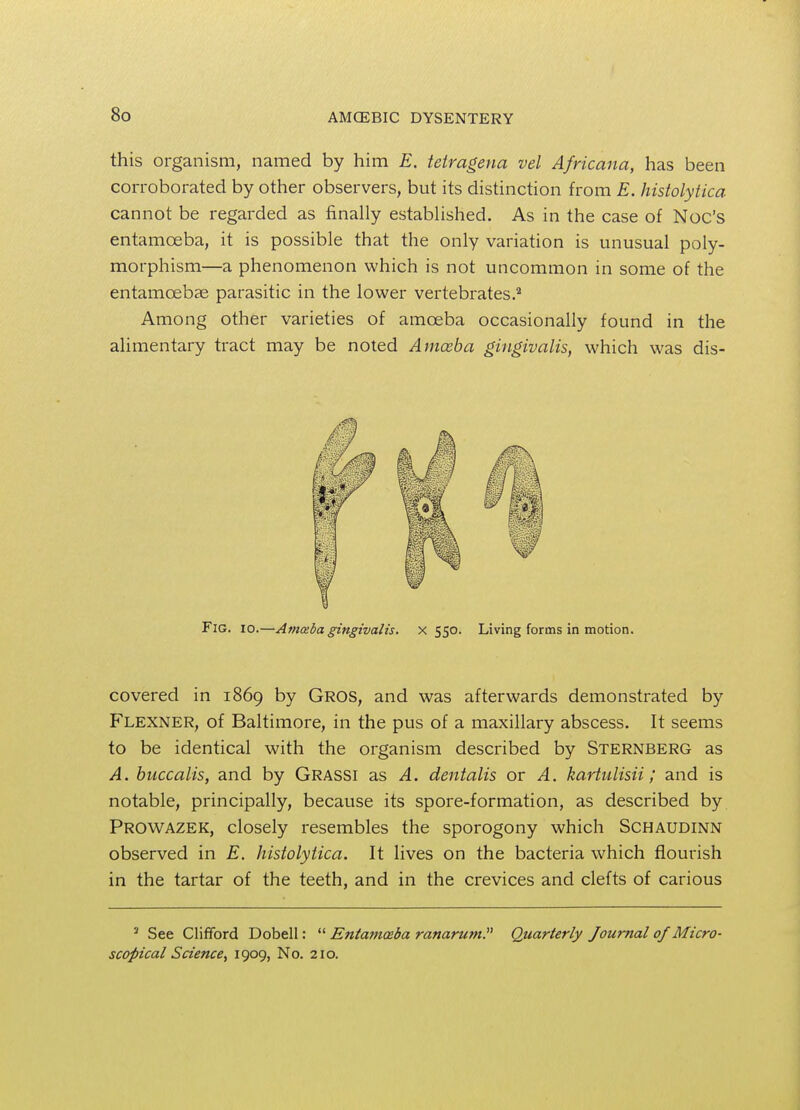 this organism, named by him E. tetragena vel Africana, has been corroborated by other observers, but its distinction from E. histolytica cannot be regarded as finally established. As in the case of Noc's entamoeba, it is possible that the only variation is unusual poly- morphism—a phenomenon which is not uncommon in some of the entameebae parasitic in the lower vertebrates.2 Among other varieties of amoeba occasionally found in the alimentary tract may be noted Amoeba gingivalis, which was dis- Fig. io.—Amaba gingivalis. X 550. Living forms in motion. covered in 1869 by Gros, and was afterwards demonstrated by Flexner, of Baltimore, in the pus of a maxillary abscess. It seems to be identical with the organism described by Sternberg as A. buccalis, and by Grassi as A. dentalis or A. kartulisii; and is notable, principally, because its spore-formation, as described by Prowazek, closely resembles the sporogony which Schaudinn observed in E. histolytica. It lives on the bacteria which flourish in the tartar of the teeth, and in the crevices and clefts of carious 1 See Clifford Dobell:  Entamoeba ranarum. Quarterly Journal of Micro- scopical Science, 1909, No. 210.