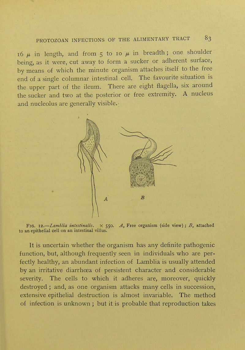 16 fi in length, and from 5 to 10 /j, in breadth; one shoulder being, as it were, cut away to form a sucker or adherent surface, by means of which the minute organism attaches itself to the free end of a single columnar intestinal cell. The favourite situation is the upper part of the ileum. There are eight flagella, six around the sucker and two at the posterior or free extremity. A nucleus and nucleolus are generally visible. ■ Fig. 12.—Lamblia intestinalis. X 550. A, Free organism (side view); B, attached to an epithelial cell on an intestinal villus. It is uncertain whether the organism has any definite pathogenic function, but, although frequently seen in individuals who are per- fectly healthy, an abundant infection of Lamblia is usually attended by an irritative diarrhoea of persistent character and considerable severity. The cells to which it adheres are, moreover, quickly destroyed ; and, as one organism attacks many cells in succession, extensive epithelial destruction is almost invariable. The method of infection is unknown ; but it is probable that reproduction takes ♦
