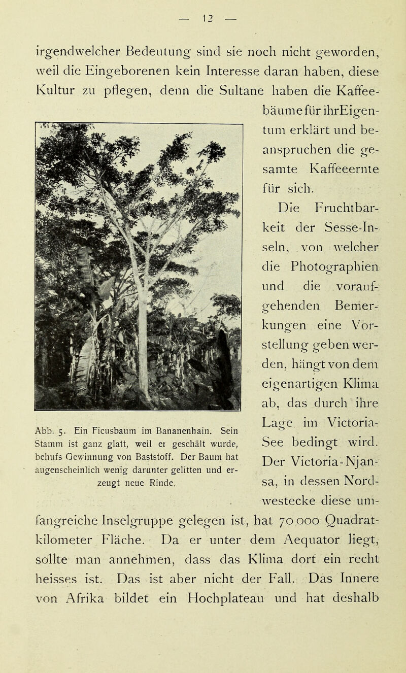 irgendwelcher Bedeutung sind sie noch nicht geworden, weil die Eingeborenen kein Interesse daran haben, diese Kultur zu pflegen, denn die Sultane haben die Kaffee- bäume für ihrEigen- tum erklärt und be- anspruchen die ge- samte Kaffeeernte für sich. Die Fruchtbar- keit der Sesse-In- seln, von welcher die Photographien und die vorauf- gehenden Bemer- kunoren eine Vor- Stellung geben wer- den, hängt von dem eigenartigen Klima ab, das durch ihre Laoe im Victoria- See bedingt wird. Der Victoria-Njan- sa, in dessen Nord- westecke diese um- fangreiche Inselgruppe gelegen ist, hat 70 000 Quadrat- kilometer Fläche. Da er unter dem Aequator liegt, sollte man annehmen, dass das Klima dort ein recht heisses ist. Das ist aber nicht der Fall. Das Innere von Afrika bildet ein Hochplateau und hat deshalb Abb. 5. Ein Ficusbaum im Bananenhain. Sein Stamm ist ganz glatt, weil er geschält wurde, behufs Gewinnung von Baststoff. Der Baum hat augenscheinlich wenig darunter gelitten und er- zeugt neue Rinde.