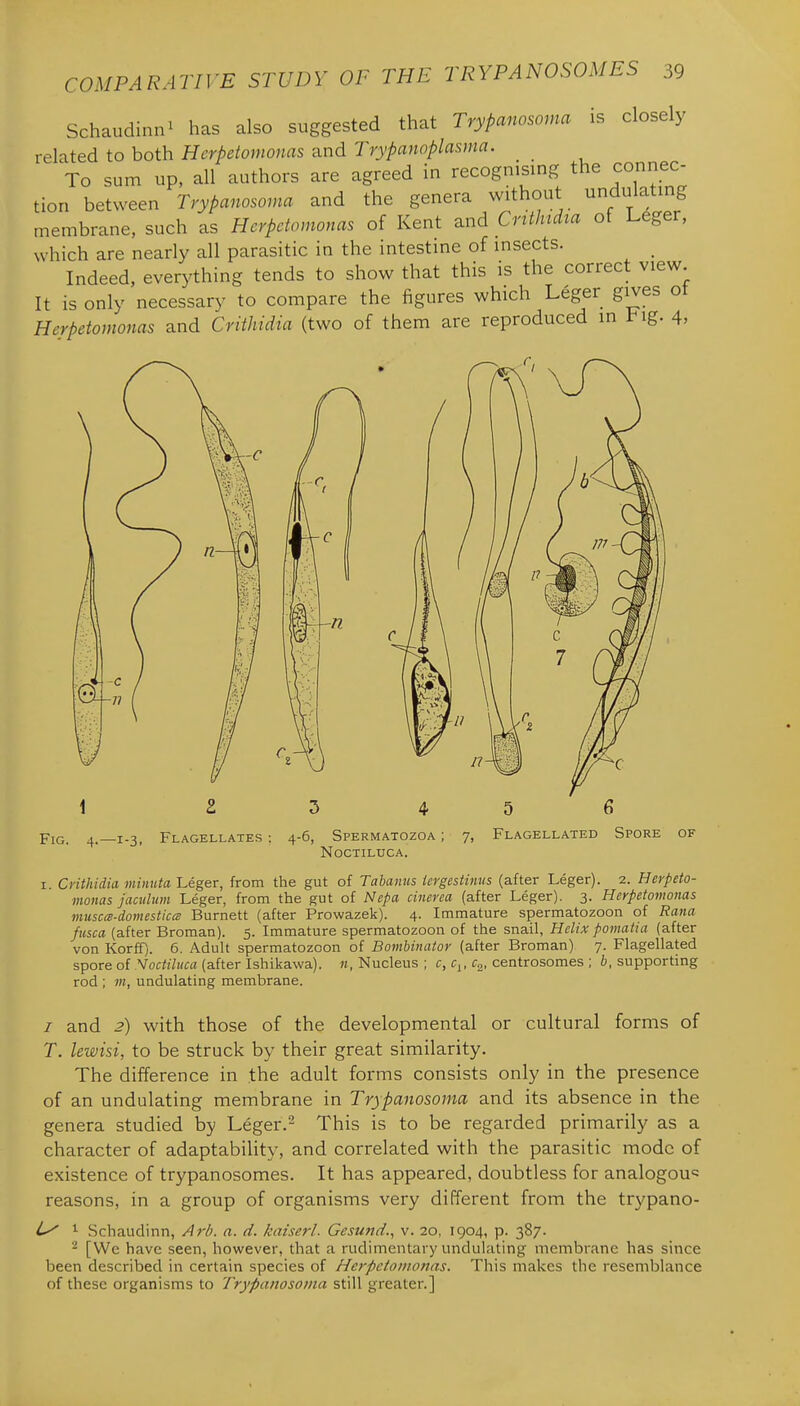 Schaudinn^ has also suggested that Trypanosoma is closely related to both Herpeiomonas and Trypanoplasma. _ To sum up, all authors are agreed in recognising the connec- tion between Trypanosoma and the genera without undulating membrane, such as Hcrpdomonas of Kent and Cnthtcha of Leger, which are nearly all parasitic in the intestine of insects. _ Indeed, everything tends to show that this is the correct view It is only necessary to compare the figures which Leger gives ot Herpeiomonas and Crithidia (two of them are reproduced in t^ig. 4, Fig. 4.—1-3, Flagellates 4-6, Spermatozoa ; noctiluca. 7> 5 6 Flagellated Spore OF I. Crithidia minuta 'Leger, from the gut of Tabanus iergestinus (after Leger). 2. Herpeto- monas jaculum Leger, from the gut of Nepa cinerea (after Leger). 3. Herpetovionas muscm-domesticcB Burnett (after Prowazek). 4. Immature spermatozoon of Rana fitsca (after Broman). 5. Immature spermatozoon of the snail, Helix pomatia (after von KorfT;. 6. Adult spermatozoon of Bo7ttbinator (after Broman) 7. Flagellated spore of Noctiluca (after Ishikawa). rod ; m, undulating membrane. n, Nucleus ; c,c^, c^, centrosomes ; &, supporting / and 2) with those of the developmental or cultural forms of T. lewisi, to be struck by their great similarity. The difference in the adult forms consists only in the presence of an undulating membrane in Trypanosoma and its absence in the genera studied by Leger.- This is to be regarded primarily as a character of adaptability, and correlated with the parasitic mode of existence of trypanosomes. It has appeared, doubtless for analogous reasons, in a group of organisms very different from the trypano- ^ Schaudinn, Arb. n. d. kaiserl. Gesujid., v. 20, 1904, p. 387. ^ [We have seen, however, that a rudimentary undulating membrane has since been described in certain species of Herpeiomonas. This makes the resemblance of these organisms to Trypanosoma still greater.]