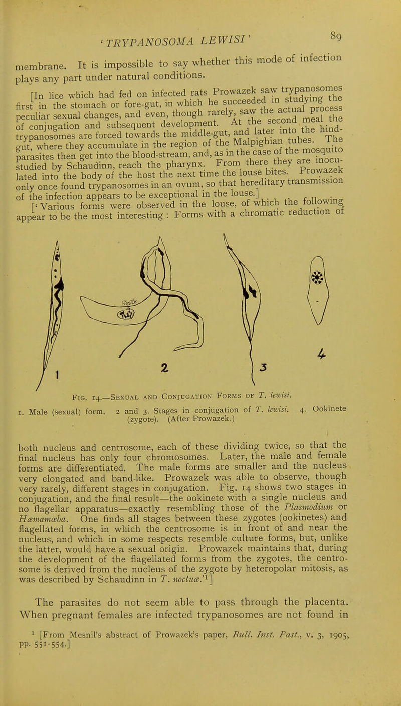 membrane. It is impossible to say whether this mode of infection plays any part under natural conditions. [In lice which had fed on infected ^ats Prowazek saw trypa^^^^^^^ first in the stomach or fore-gut, in which he f'^^^^'^^'^!^^^^^^^ peculiar sexual changes, and even, though of conjugation and subsequent development. At the second meai i trypanosomes are forced towards the middle-gut, and later into the hind^ gut%here they accumulate in the region of the Malpigh>an tubes^ The parksites then get into the blood-stream, and, as in the case of J^e mosqmU^ studied by Schaudinn, reach the pharynx. From there they are inocu lated into the body of the host the next time the louse bites i^^owazek only once found trypanosomes in an ovum, so that hereditary transmission of the infection appears to be exceptional in the louse.] f^u^,,nn<r ['Various forms were observed in the louse, of which the following appear to be the most interesting : Forms with a chromatic reduction ot Fig. 14.—Sexual and Conjugation Forms of T. leivisi. I. Male (sexual) form. 2 and 3. Stages in conjugation of T. kwisi. (zygote). (After Prowazek.) 4. Ookinete both nucleus and centrosome, each of these dividing twice, so that the final nucleus has only four chromosomes. Later, the male and female forms are differentiated. The male forms are smaller and the nucleus very elongated and band-like. Prowazek was able to observe, though very rarely, different stages in conjugation. Fig. 14 shows two stages in conjugation, and the final result—the ookinete with a single nucleus and no flagellar apparatus—exactly resembling those of the Plasmodium or Hcemamceba. One finds all stages between these zygotes (ookinetes) and flagellated forms, in which the centrosome is in front of and near the nucleus, and which in some respects resemble culture forms, but, unlike the latter, would have a sexual origin. Prowazek maintains that, during the development of the flagellated forms from the zygotes, the centro- some is derived from the nucleus of the zygote by heteropolar mitosis, as was described by Schaudinn in T. twctua;.'^] The parasites do not seem able to pass through the placenta. When pregnant females are infected trypanosomes are not found in 1 [From Mesnil's abstract of Prowazek's paper, Bu//. Inst. Past., v. 3, 1905, PP- 55I-5S4-]