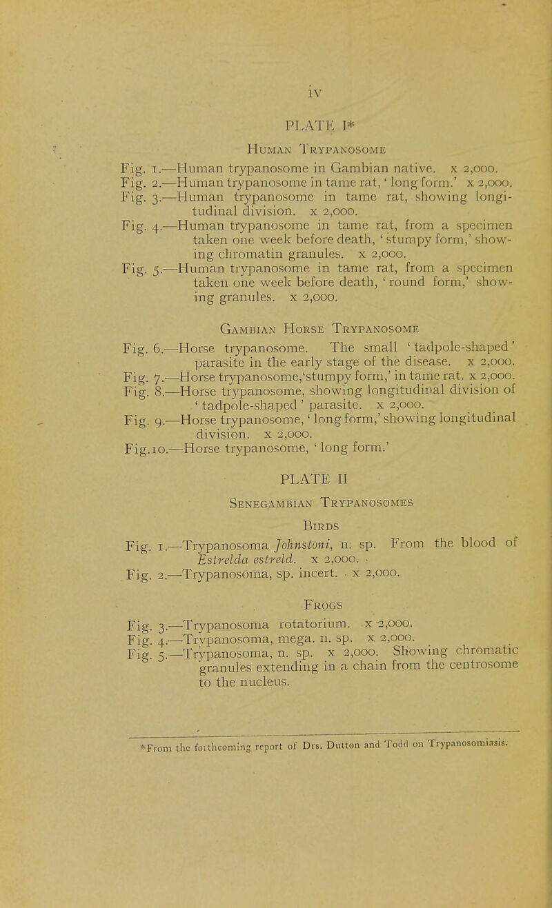 LV plate; i* Human Trypanosome Fig. I.—Human trypanosome in Gambian native, x 2,000. Fig. 2.—Human trypanosome in tame rat,' long form.' x 2,000. Fig. 3.—Human trypanosome in tame rat, showing longi- tudinal division, x 2,000. Fig. 4.-—Human trypanosome in tame rat, from a specimen taken one week before death, ' stumpy form,' show- ing chromatin granules, x 2,000. Fig. 5.—Human trypanosome in tame rat, from a specimen taken one week before death, ' round form,' show- ing granules, x 2,000. Gambian Horse Trypanosome Fig. 6.—Horse trypanosome. The small ' tadpole-shaped ' parasite in the early stage of the disease, x 2,000. Fig. 7.—Horse trypanosome/stumpy form,'in tame rat. x 2,000. Fig. 8.—Horse trypanosome, showing longitudinal division of ' tadpole-shaped ' parasite, x 2,000. Fig. 9.—Horse trypanosome,' long form,' showing longitudinal division, x 2,000. Fig.10.—Horse trypanosome, 'long form.' PLATE II Senegambian Trypanosomes Birds Fig. 1.—Trypanosoma Johnstoni, n. sp. From the blood of Estrelda estreld. x 2,000. • Fig. 2.—Trypanosoma, sp. incert. . x 2,000. Frogs Fig. 3.—Trypanosoma rotatorium. x 2,000. Fig. 4.—Trypanosoma, mega. n. sp. x 2,000. Fig. 5.—Trypanosoma, n. sp. x 2,000. Showing chromatic granules extending in a chain from the centrosome to the nucleus. *From the forthcoming report of Drs. Dutton and Todd on Trypanosomiasis.