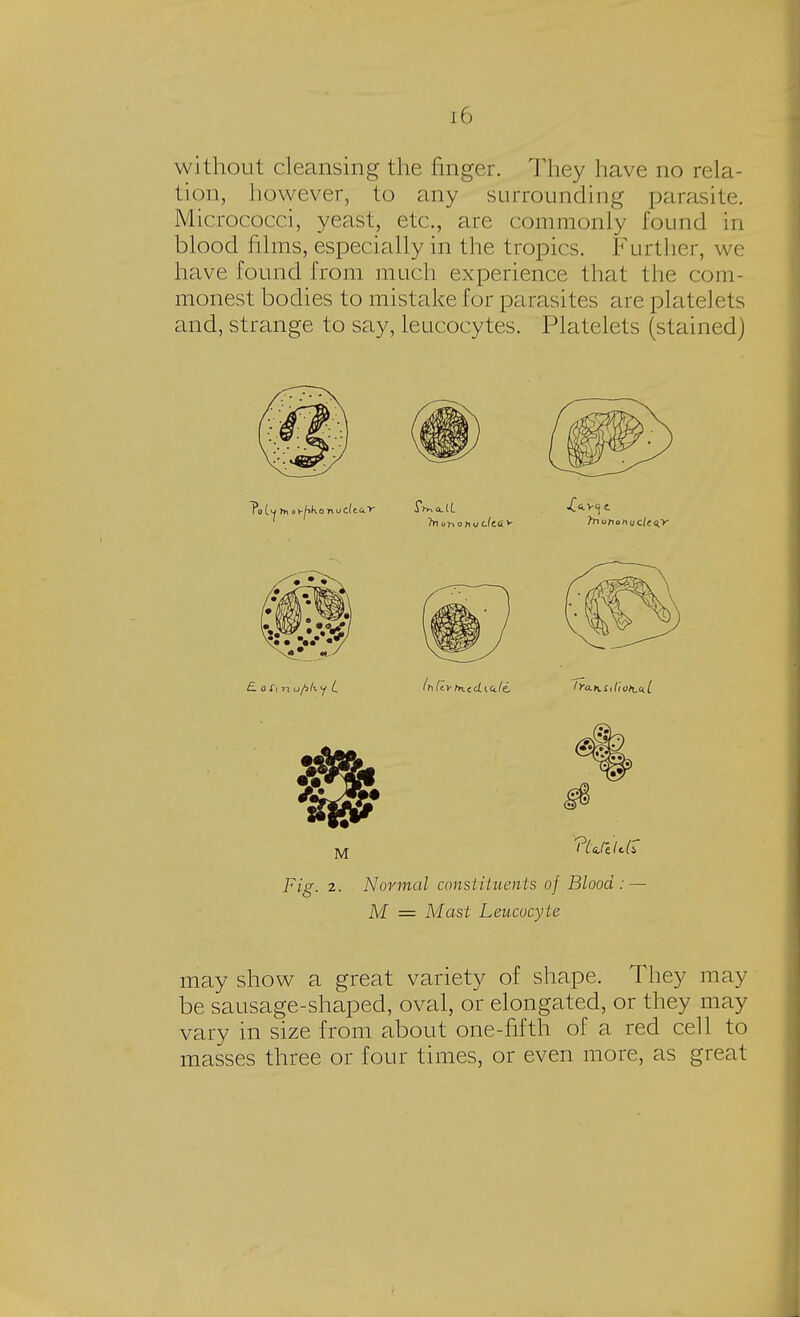 without cleansing the finger. They have no rela- tion, however, to any surrounding parasite. Micrococci, yeast, etc., arc commonly found in blood films, especially in the tropics. Further, we have found from much experience that the com- monest bodies to mistake for parasites are platelets and, strange to say, leucocytes. Platelets (stained) Fig. 2. Normal constituents of Blood: — M = Mast Leucocyte may show a great variety of shape. They may be sausage-shaped, oval, or elongated, or they may vary in size from about one-fifth of a red cell to masses three or four times, or even more, as great