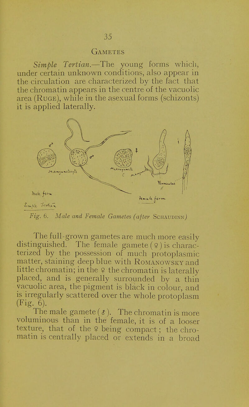 Gametes Simple Tertian.—The young forms which, under certain unknown conditions, also appear in the circulation are characterized by the fact that the chromatin appears in the centre of the vacuolic area (Ruge), while in the asexual forms (schizonts) it is applied laterally. Fig. 6. Male and Female Gametes (after Schaudinn) The full-grown gametes are much more easily distinguished. The female gamete (?) is charac- terized by the possession of much protoplasmic matter, staining deep blue with Romanowsky and little chromatin; in the 9 the chromatin is laterally placed, and is generally surrounded by a thin vacuolic area, the pigment is black in colour, and is irregularly scattered over the whole protoplasm (Fig. 6). The male gamete ($). The chromatin is more voluminous than in the female, it is of a looser texture, that of the 9 being compact; the chro- matin is centrally placed or extends in a broad