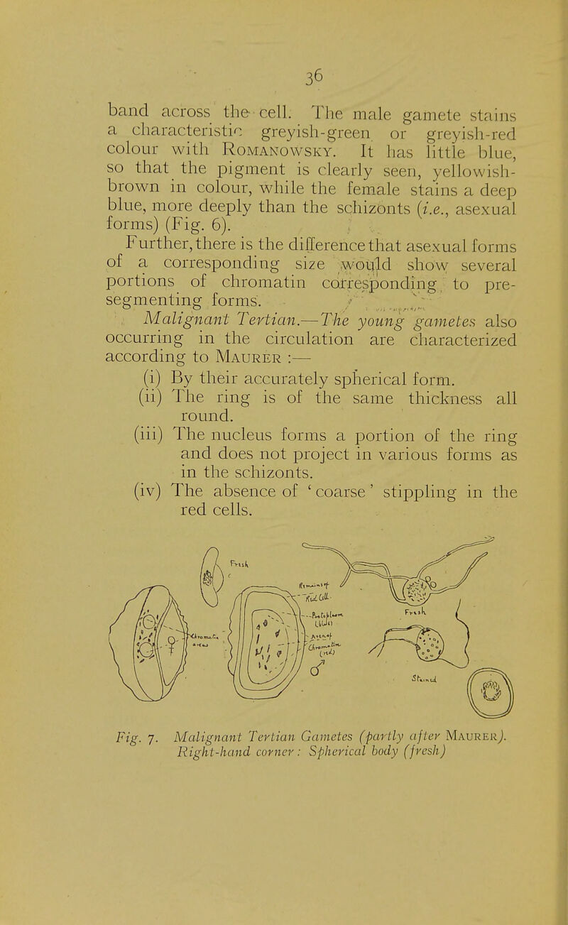 band across the cell. The male gamete stains a characteristic greyish-green, or greyish-red colour with Romanowsky. It has little blue, so that the pigment is clearly seen, yellowish- brown in colour, while the female stains a deep blue, more deeply than the schizonts {i.e., asexual forms) (Fig. 6). Further, there is the difference that asexual forms of a corresponding size would show several portions of chromatin corresponding, to pre- segmenting forms. Malignant Tertian.— The young gametes also occurring in the circulation are characterized according to Maurer :— (i) By their accurately spherical form. (ii) The ring is of the same thickness all round. (iii) The nucleus forms a portion of the ring and does not project in various forms as in the schizonts. (iv) The absence of ' coarse' stippling in the red cells. Fig. 7. Malignant Tertian Gametes (partly after MaurerJ. Right-hand corner: Spherical body (fresh)