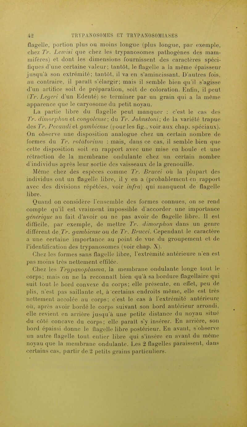 flagelle, portion plus ou moins longue (plus longue, par exemple, chez Tr. Lewisi que ehez les trypanosomes pathogènes des mam- mifères) et dont les dimensions fournissent des caractères spéci- fiques d'une certaine valeur; tantôt, le flagelle a la môme épaisseur jusqu'à son extrémité; tantôt, il va en s'amincissant. D'autres fois, au contraire, il paraît s'élargir; mais il semble bien qu'il s'agisse d'un artifice soit de préparation, soit de coloration. Enfin, il peut (Tr. Legeri d'un Edenté) se terminer par un grain qui a la même apparence que le caryosome du petit noyau. La partie libre du flagelle peut manquer : c'est le cas des Tr. dimorphon et congolaise ; du Tr. Johnstoni; de la variété trapue des Tr. Pecaudieï gambiense (pour les fig., voir aux chap. spéciaux). On observe une disposition analogue chez un certain nombre de formes du Tr. rotàtorium : mais, dans ce cas, il semble bien que cette disposition soit en rapport avec une mise en boule et une rétraction de la membrane ondulante chez un certain nombre d'individus après leur sortie des vaisseaux delà grenouille. Même chez des espèces comme Tr. Brucei où la plupart des individus ont un flagelle libre, il y en a (probablement en rapport avec des divisions répétées, voir infra) qui manquent de flagelle libre. Quand on considère l'ensemble des formes connues, on se rend compte qu'il est vraiment impossible d'accorder une importance générique au fait d'avoir ou ne pas avoir de flagelle libre. Il est difficile, par exemple, de mettre Tr. dimorphon dans un genre différent de Tr. gambiense ou de Tr. Brucei. Cependant le caractère a une certaine importance au point de vue du groupement et de l'identification des trypanosomes (voir chap. X). Chez les formes sans flagelle libre, l'extrémité antérieure n'en est pas moins très nettement effilée. Chez les Trypanoplasma, la membrane ondulante longe tout le corps; mais on ne la reconnaît bien qu'à sa bordure flagellaire qui suit tout le bord convexe du corps; elle présente, en effet, peu de plis, n'est pas saillante et, à certains endroits même, elle est très nettement accolée au corps; c'est le cas à l'extrémité antérieure où, après avoir bordé le corps suivant son bord antérieur arrondi, elle revient en arrière jusqu'à une petite distance du noyau situé du côté concave du corps; elle paraît s y insérer. En arrière, son bord épaissi donne le flagelle libre postérieur. En avant, s'observe un autre flagelle tout entier libre qui s'insère en avant du môme noyau que la membrane ondulante. Les 2 flagelles paraissent, dans certains cas, partir de 2 petits grains particuliers.