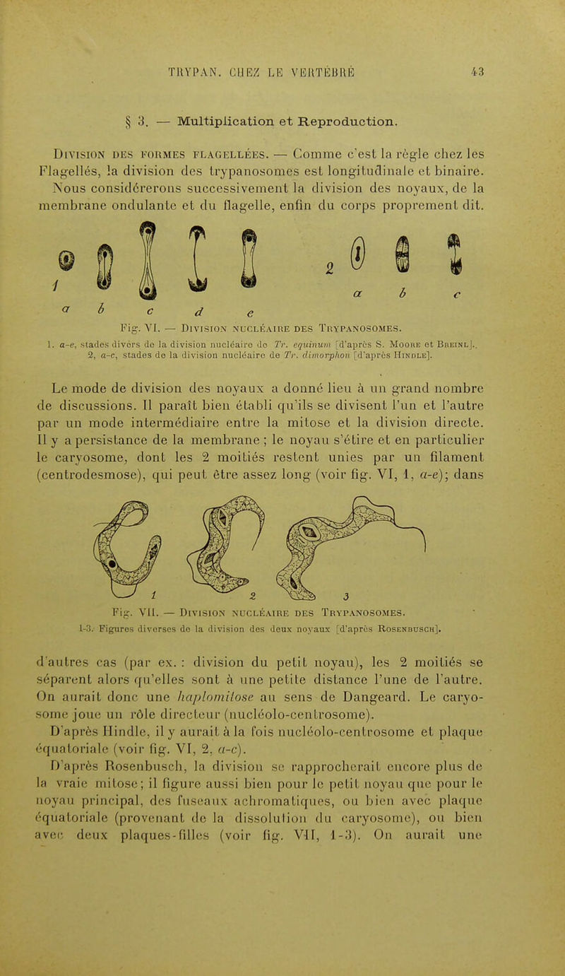 § 3. — Multiplication et Reproduction. Division des formes flagellées. — Comme c'est la règle chez les Flagellés, la division des lrypanosom.es est longitudinale et binaire. Nous considérerons successivement la division des noyaux, de La membrane ondulante et du flagelle, enfin du corps proprement dit. b c d Fig. VI. — Division nucléaire des Tp.ypanosomes. 1. a-e. stades divers de la division nucléaires do Tr. cquinum [d'après S. Moore et BdeinlJ.. 2, a-c, stades do la division nucléaire de Tr. dimorphon [d'après Hindle]. Le mode de division des noyaux a donné lieu à un grand nombre de discussions. Il paraît bien établi qu'ils se divisent l'un et l'autre par un mode intermédiaire entre la mitose et la division directe. Il y a persistance de la membrane ; le noyau s'étire et en particulier le caryosome, dont les 2 moitiés restent unies par un filament (centrodesmose), qui peut être assez long (voir fig. VI, 1, a-e); dans 1-3. Figures divorscs do la division des doux noyaux [d'après Rosendusch]. d'autres cas (par ex. : division du petit noyau), les 2 moitiés se séparent alors qu'elles sont à une petite distance l'une de l'autre. On aurait donc une haplomilose au sens de Dangeard. Le caryo- some joue un rôle directeur (nucléolo-centrosome). D'après Hindle, il y aurait à la fois nucléolo-centrosome et plaque équaloriale (voir fig. VI, 2. a-c). D'après Rosenbusch, la division se rapprocherait encore plus de la vraie mitose; il figure aussi bien [tour Je petit noyau que pour le noyau principal, des fuseaux achromatiques, ou bien avec plaque éqùatoriale (provenant de la dissolution du caryosome), ou bien avec deux plaques-filles (voir fig. VU, 1-3). On aurait une