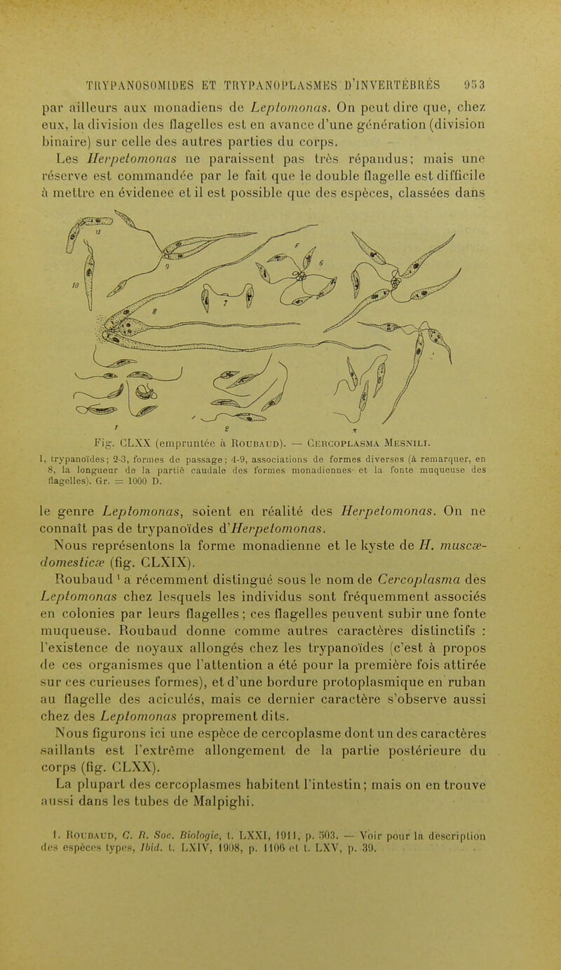 par ailleurs aux monadiens de Leptomonas. On peut dire que, chez eux, la division des flagelles est en avance d'une génération (division binaire) sur celle des autres parties du corps. Les Jlerpetomonas ne paraissent pas très répandus; mais une réserve est commandée par le fait que le double flagelle est difficile à mettre en évidenee et il est possible que des espèces, classées dans Fii--. CLXX (empruntée à Roubaud). — Cercoplasma Mesnili. 1. trypanoïdes; 2-3, formes de passage; 4-9, associations de formes diverses (à remarquer, en 8, la longueur de la partie caudale dos formos monadionnes- et la fonte muqueuse des flagelles). Gr. = 1000 D. le genre Leptomonas, soient en réalité des Herpelomonas. On ne connaît pas de trypanoïdes à.'Herpelomonas. Nous représentons la forme monadienne et le kyste de 77. musese- domesticœ (fig. CLXIX). Roubaud 1 a récemment distingué sous le nom de Cercoplasma des Leptomonas chez lesquels les individus sont fréquemment associés en colonies par leurs flagelles ; ces flagelles peuvent subir une fonte muqueuse. Roubaud donne comme autres caractères dislinctifs : l'existence de noyaux allongés chez les trypanoïdes (c'est à propos de ces organismes que l'attention a été pour la première fois attirée sur ces curieuses formes), et d'une bordure protoplasmique en ruban au flagelle des aciculés, mais ce dernier caractère s'observe aussi chez des Leptomonas proprement dits. Nous figurons ici une espèce de cercoplasme dont un des caractères saillants est l'extrême allongement de la partie postérieure du corps (fig. CLXX). La plupart des cercoplasmes habitent l'intestin; mais on en trouve aussi dans les tubes de Malpighi. I. Roubaud, C. fl. Soc. Biologie, t. LXXI, 1911, p. 503. — Voir pour la description des espèces types, Ibid. t. LXIV, 1908, p. HO&et t. LXV, p. 39.