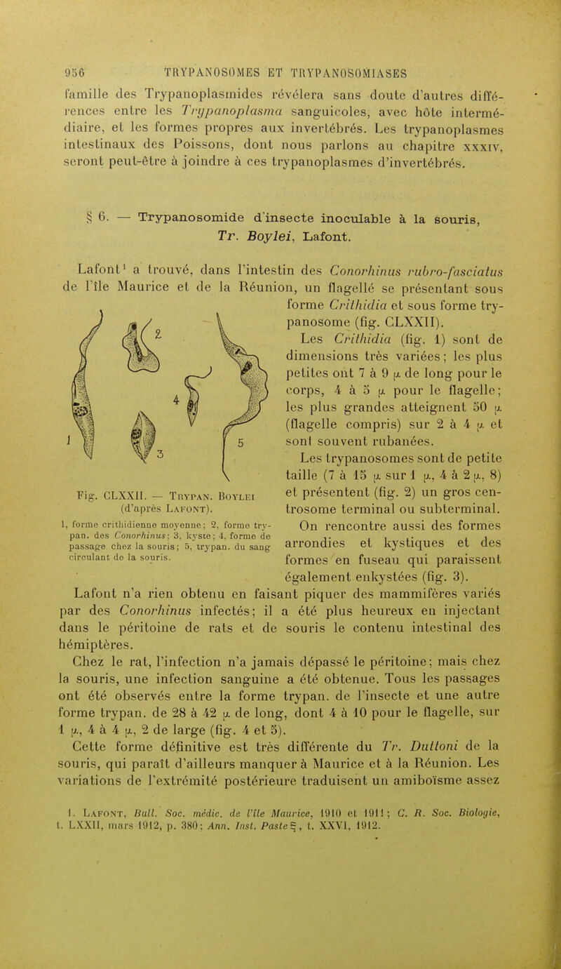 famille des Trypanoplasmides révélera sans doute d'autres diffé- rences entre les Trypanoplasma sanguicoles, avec hôte intermé- diaire, et les formes propres aux invertébrés. Les trypanoplasmes intestinaux des Poissons, dont nous parlons an chapitre xxxiv, seront peut-être à joindre à ces trypanoplasmes d'invertébrés. 8 6. Trypanosomide d'insecte inoculable à la souris, Tr. Boylei, Lafont. Lafont1 a trouvé, dans l'intestin des Conorhinus rubro-fasciatus de l'île Maurice et de la Réunion, un flagellé se présentant sous forme Crithidia et sous forme try- panosome (fig. CLXXII). Les Crithidia (fig. 1) sont de dimensions très variées ; les plus petites ont 7 à 9 jx de long pour le corps, 4 à 5 |x pour le flagelle; les plus grandes atteignent 50 a (flagelle compris) sur 2 à 4 ;x et sont souvent rubanées. Les trypanosomes sont de petite taille (7 à 15 ix sur 1 jx, 4 à 2 [x, 8) et présentent (fig. 2) un gros cen- trosome terminal ou subterminal. On rencontre aussi des formes arrondies et kystiques et des formes en fuseau qui paraissent également enkystées (fig. 3). Lafont n'a rien obtenu en faisant piquer des mammifères variés par des Conorhinus infectés; il a été plus heureux en injectant dans le péritoine de rats et de souris le contenu intestinal des hémiptères. Chez le rat, l'infection n'a jamais dépassé le péritoine; mais chez la souris, une infection sanguine a été obtenue. Tous les passages ont été observés entre la forme trypan. de l'insecte et une autre forme trypan. de 28 à 42 jx de long, dont 4 à 10 pour le flagelle, sur 1 jx, 4 à 4 jx, 2 de large (fig. 4 et 5). Cette forme définitive est très différente du Tr. Dultoni de la souris, qui paraît d'ailleurs manquer à Maurice et à la Réunion. Les variations de l'extrémité postérieure traduisent un amiboïsme assez Fig. CLXXII. — Trypan. Boylki (d'après Lafont). 1, forme critliidienno moyenne; 2, forme try- pan. dos Conorhinus; 3, kyste; 4, formo de passage chez la souris; 5. trypan. du sang circulant do la souris. I. Lafont, Bull. Soc. médic. de l'île Maurice, 1910 et 1911; C. R. Soc. Biologie, t. LXXI1, mnrs 1912, p. 380; Ann. TnsL Paste*, t. XXVI, 1912.