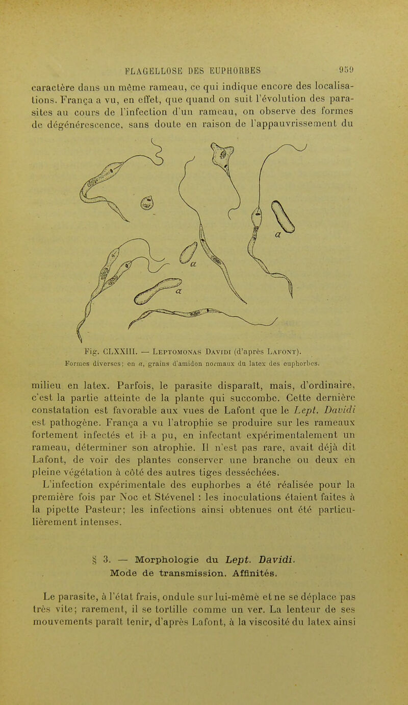 caractère dans un môme rameau, ce qui indique encore des localisa- tions. França a vu, en effet, que quand on suit l'évolution des para- sites au cours de l'infection d'un rameau, on observe des formes de dégénérescence, sans doute en raison de l'appauvrissement du Fig. CLXXIII. — Leptomonas Davidi (d'après Lafont). Formes diverses; on a, grains d'amidon normaux du latex des ouphorbes. milieu en latex. Parfois, le parasite disparaît, mais, d'ordinaire, c'est la partie atteinte de la plante qui succombe. Cette dernière constatation est favorable aux vues de Lafont que le Lept. Davidi est pathogène. França a vu l'atrophie se produire sur les rameaux fortement infectés et il a pu, en infectant expérimentalement un rameau, déterminer son atrophie. Il n'est pas rare, avait déjà dit Lafont, de voir des plantes conserver une branche ou deux en pleine végétation à côté des autres tiges desséchées. L'infection expérimentale des euphorbes a été réalisée pour la première fois par Noc et Stévenel : les inoculations étaient faites à la pipette Pasteur; les infections ainsi obtenues ont été particu- lièrement intenses. § 3. — Morphologie du Lept. Davidi. Mode de transmission. Affinités. Le parasite, à l'état frais, ondule sur lui-même et ne se déplace pas très vite; rarement, il se tortille comme un ver. La lenteur de ses mouvements paraît tenir, d'après Lafont, à la viscosité du latex ainsi