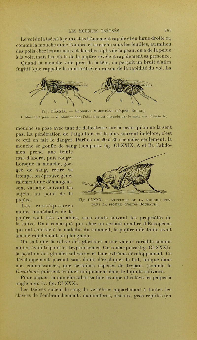 Le vol de la tsétsé à jeun est extrêmement rapide et en ligne droite et, comme la mouche aime l'ombre et se cache sous les feuilles, au milieu des poils chez les animaux et dans les replis de la peau, on a de la peine à la voir, mais les effets de la piqûre révèlent rapidement sa présence. Quand la mouche vole près de la tête, on perçoit un bruit d'ailes fugitif (que rappelle le nom tsétsé) en raison de la rapidité du vol. La Fig. GLXXIX; — Glossina morsitans (d'après Bruck). A, Mouche à jeun. — B, Mouche dont l'abdomen est distendu par le sang. (Gr. 2 diam. 5.) mouche se pose avec tant de délicatesse sur la peau qu'on ne la sent pas. La pénétration de l'aiguillon est le plus souvent indolore, c'est ce qui en fait le danger. Parfois en 20 à 30 secondes seulement, la mouche se gonfle de sang (comparez fig. CLXXIX, A et B), l'abdo- men prend une teinte rose d'abord, puis rouge. Lorsque la mouche, gor- gée de sang, retire sa trompe, on éprouve géné- ralement une démangeai- son, variable suivant les sujets, au point de la piqûre. Fig. CLXXX. — Attitude de la mouche pex- Les conséquences DANT LA PIQÛRE (d'aPrès R°ubaud). moins immédiates de la piqûre sont très variables, sans doute suivant les propriétés de la salive. On a remarqué que, chez un certain nombre d'Européens qui ont contracté la maladie du sommeil, la piqûre infectante avait amené rapidement un phlegmon. On sait que la salive des glossines a une valeur variable comme milieu évolutif pour les trypanosomes. On remarquera (fig. CLXXXI), la position des glandes salivaires et leur extrême développement. Ce développement permet sans doute d'expliquer le fait, unique dans nos connaissances, que certaines espèces de trypan. (comme le Cazalboui) puissent évoluer uniquement dans le liquide salivaire. Pour piquer, la mouche rabat sa fine trompe et relève les palpes à angle aigu (v. fig. CLXXX). Les tsétsés sucent le sang de vertébrés appartenant à toutes les classes de l'embranchement : mammifères, oiseaux, gros reptiles (en