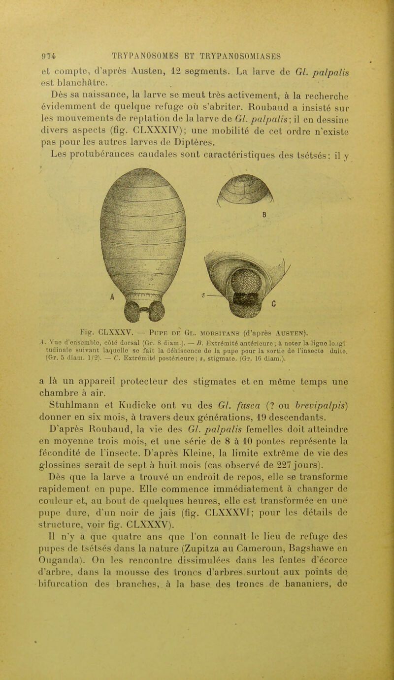 et compte, d'après Austen, 12 segments. La larve de Gl. palpalis est blanchâtre. Dès sa naissance, la larve se meut très activement, à la recherche évidemment de quelque refuge où s'abriter. Roubaud a insisté sur les mouvements de reptation de la larve de Gl. palpalis: il en dessine divers aspects (fig. CLXXXIV); une mobilité de cet ordre n'existe pas pour les autres larves de Diptères. Les protubérances caudales sont caractéristiques des tsétsés: il y Fig. CLXXXV. — Pitpe de Gl. morsitans (d'après Austen). A. Vue d'ensemble, côté dorsal (Gr. 8 diam.). — B. Extrémité antérieure; à noter la ligno lo.igi tudinale suivant laquollo se fait la déhisconce de la pupo pour la sortie do l'insecte dulte. (Gr. 5 diam. 1/2). — C. Extrémité postérieure; s, stigmate. (Gr. 16 diam.). a là un appareil protecteur des stigmates et en même temps une chambre à air. Stuhlmann et Kudicke ont vu des Gl. fusca (? ou brevipalpis) donner en six mois, à travers deux générations, 19 descendants. D'après Roubaud, la vie des Gl. palpalis femelles doit atteindre en moyenne trois mois, et une série de 8 à 10 pontes représente la fécondité de l'insecte. D'après Kleine, la limite extrême de vie des glossines serait de sept à huit mois (cas observé de 227 jours). Dès que la larve a trouvé un endroit de repos, elle se transforme rapidement en pupe. Elle commence immédiatement à changer de couleur et, au bout de quelques heures, elle est transformée en une pupe dure, d'un noir de jais (fig. CLXXXVI ; pour les détails de structure, voir fig. CLXXXV). Il n'y a que quatre ans que Ton connaît le lieu de refuge des pupes de tsétsés dans la nature (Zupitza au Cameroun, Bagshawe èn Ouganda). On les rencontre dissimulées dans les fentes d'écorce d'arbre, dans la mousse des troncs d'arbres surtout aux points dé bifurcation des branches, à la base des troncs de bananiers, de