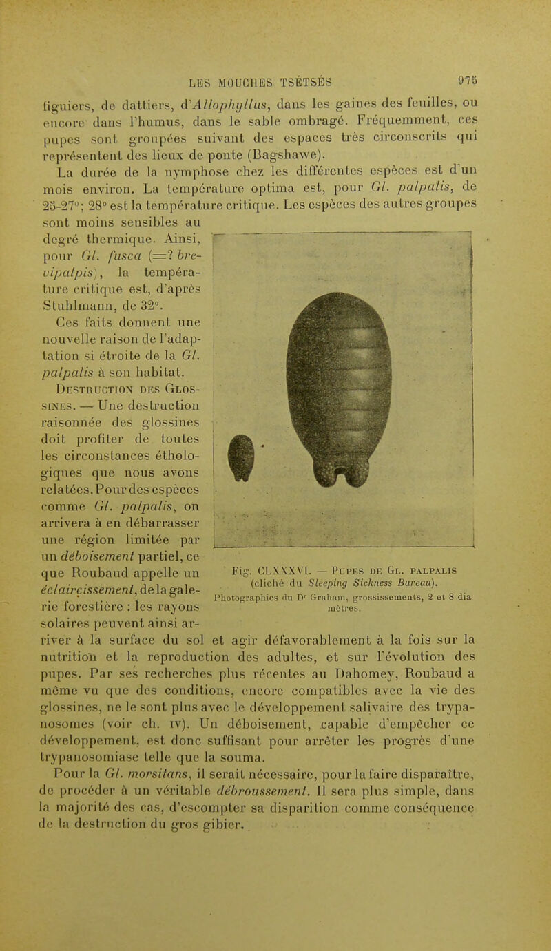 I figuiers, de dattiers, d'Allophyllus, dans les gaines des feuilles, ou encore dans l'humus, dans le sable ombragé. Fréquemment, ces pupcs sont groupées suivant des espaces très circonscrits qui représentent des lieux de ponte (Bagshawe). La durée de la nymphose chez les différentes espèces est d'un mois environ. La température optima est, pour GL palpalis, de 25-27 ; 28° est la température critique. Les espèces des autres groupes sont moins sensibles au degré thermique. Ainsi, ~ pour Gl. fusca (=? bre- vipalpis), la tempéra- ture critique est, d'après Stuhlmann, de 32°. Ces faits donnent une nouvelle raison de l'adap- tation si étroite de la Gl. palpalis à son habitat. Destruction des Glos- sines. — Une destruction raisonnée des glossines doit profiler de toutes les circonstances étholo- giques que nous avons relatées. Pour des espèces comme Gl. palpalis, on arrivera à en débarrasser une région limitée par un déboisement partiel, ce que Roubaud appelle un éclaircissement, delà gale- rie forestière : les rayons solaires peuvent ainsi ar- river à la surface du sol et agir défavorablement à la fois sur la nutrition et la reproduction des adultes, et sur l'évolution des [mpes. Par ses recherches plus récentes au Dahomey, Roubaud a même vu que des conditions, encore compatibles avec la vie des glossines, ne le sont plus avec le développement salivaire des trypa- nosomes (voir ch. iv). Un déboisement, capable d'empôcher ce développement, est donc suffisant pour arrêter les progrès d'une trypanosomiase telle que la souma. Pour la Gl. morsitans, il serait nécessaire, pour la faire disparaître, île procéder à un véritable débroussement. Il sera plus simple, dans la majorité des cas, d'escompter sa disparition comme conséquence de la destruction du gros gibier. Fin. GLXXXVI. — Pupes de Gl. palpalis (cliché du Sleeping Sickness Bureau). Photographies du Dr Graham, grossissements, 2 et 8 dia mètres.
