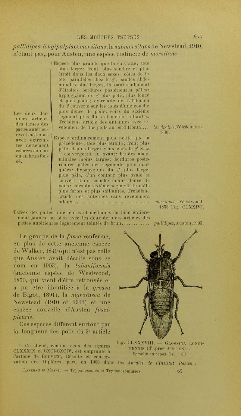 Les deux der- niers articles des tarses des pattes antérieu- res et médianes avec extrémi- tés nettement colorées en noir ou en brun fon- cé. pallidipes, longipalpîselmorsilans, là submo'rsitans de Newstéad, 1910, n'étant pas,, pour Austcn, une espèce distincte de morsitans. Espèce plus grande que la suivante-, tète plus largé; front plus sombre et plus étroit dans les deux sexes: côtés de la tête parallèles chez le d; bandes abdo- minales plus larges, laissant seulement d'étroites bordures postérieures pûtes; liypopygi.um du d1 plus petit, plus foncé et plus poilu; extrémité de l'abdomen du d1 couverte sur les côtés d'une couche plus dense de poils; soies du sixième segment plus (lues et moins saillantes. Troisième article des antennes avec re- vêtement de lins poils au bord frontal... Espèce ordinairement plus petite que la précédente; tète plus étroite; front plus pâle et plus large; yeux chez le <$ et la Ç convergeant en avant; bandes abdo- minales inoins larges; bordures posté- rieures pâles des segments plus inar- quées; hypopygium du d* plus large, plus pâle, d'un contour plus ovale et couvert d'une couche moins dense de poils; soies du sixième segment du mâle plus fortes et plus saillantes. Troisième article des antennes sans revêtement pileux morsitans, Weslwood, 1858 (flg. CLXXIV). Tarses des pattes antérieures et médianes ou bien entière- ment jaunes, ou bien avec les deux derniers articles des pattes antérieures légèrement teintés de brun paiitdipes,Austen,1903. to:i<ji.[jali>is,\\r iedemann, i830. Le groupe de la fusca renferme, en plus de cette ancienne espèce de Walker, 1849 (qui n'est pas celle que Austen avait décrite sous ce nom en 1903), la labaniformis (ancienne espèce de Westwood, 1850, qui vient d'être retrouvée et a pu être identifiée à la grossa de Bigot, 1891), la nigrofusca de Newstéad (1910 et 1911) et une espèce nouvelle d'Austen fusci- pleuris. Ces espèces diffèrent surtout par la longueur des poils du 3° article Fil CLXXXV1II. Glossina longi- pennis (d'après Austkn) Fomollo au repos. Gr. — 3D. I. Ce cliché, comme ceux des figures CLXXXIX el CXCI-CXCIV, est emprunté à l'article de BouvnfR, Récolte et conser- vation des Diptères, paru en 1900 dans les Annales de l'InUilut Paslcui 62 Lavera* ot MesHil. — Trypanosomes et Tiypanosomiasos.