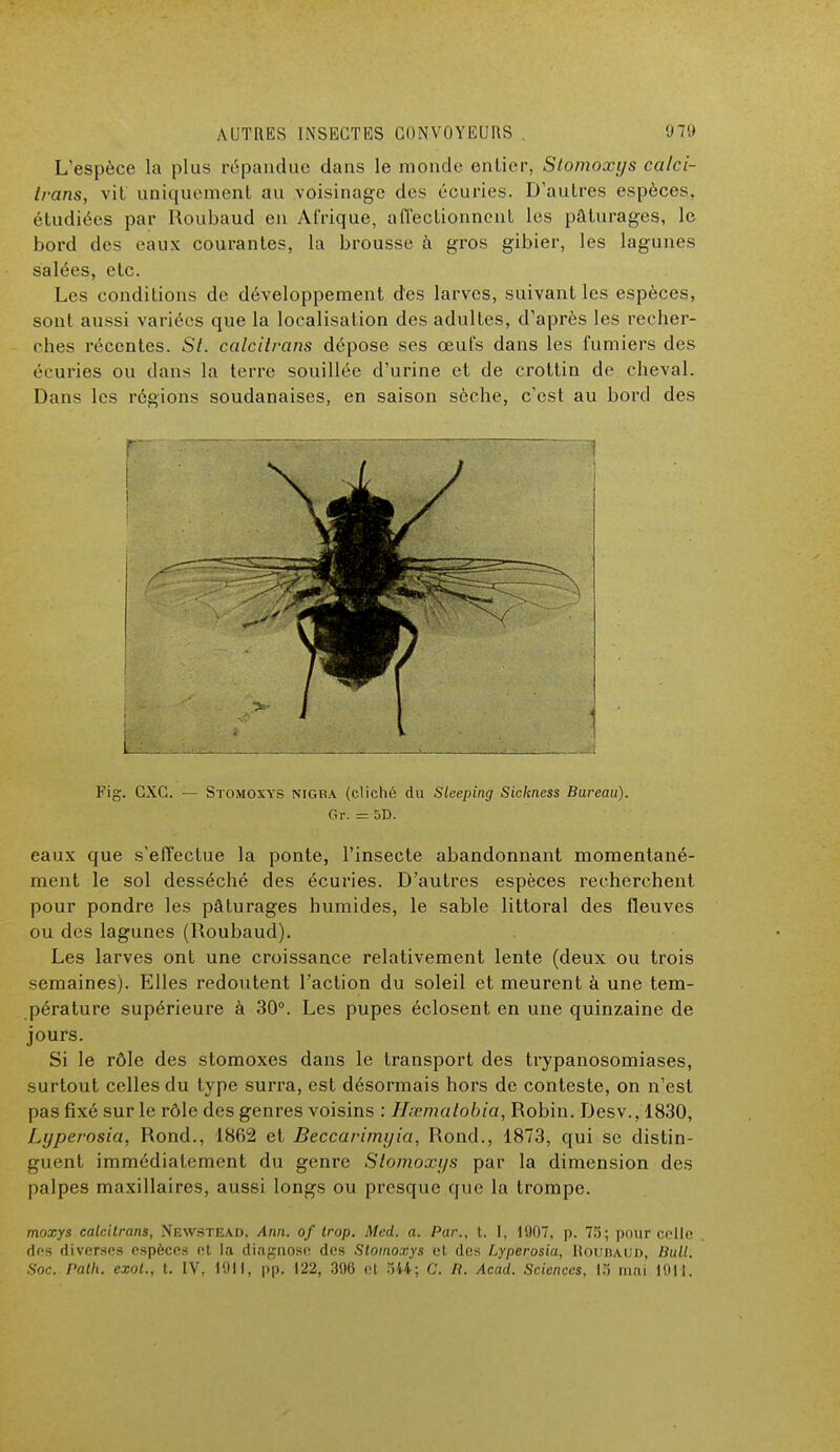 L'espèce la plus répandue dans le monde entier, Stoinoxys calci- Irans, vit uniquement au voisinage des écuries. D'autres espèces, étudiées par Roubaud en Afrique, affectionnent les pâturages, le bord des eaux courantes, la brousse à gros gibier, les lagunes salées, etc. Les conditions de développement des larves, suivant les espèces, sont aussi variées que la localisation des adultes, d'après les recher- ches récentes. St. calcitrans dépose ses œufs dans les fumiers des écuries ou dans la terre souillée d'urine et de crottin de cheval. Dans les régions soudanaises, en saison sèche, c'est au bord des Fig. CXC. — Stomoxys nigra (cliché du Slceping Sickness Bureau). Gr. - 5D. eaux que s'effectue la ponte, l'insecte abandonnant momentané- ment le sol desséché des écuries. D'autres espèces recherchent pour pondre les pâturages humides, le sable littoral des fleuves ou des lagunes (Roubaud). Les larves ont une croissance relativement lente (deux ou trois semaines). Elles redoutent l'action du soleil et meurent à une tem- pérature supérieure à 30°. Les pupes éclosent en une quinzaine de jours. Si le rôle des stomoxes dans le transport des trypanosomiases, surtout celles du type surra, est désormais hors de conteste, on n'est pas fixé sur le rôle des genres voisins : Hsematobia, Robin. Desv., 1830, Lyperosia, Rond., 1862 et Beccarimyia, Rond., 1873, qui se distin- guent immédiatement du genre Stomoxys par la dimension des palpes maxillaires, aussi longs ou presque que la trompe. moxys calcitrans, Newstead, Ann. of trop. Mcd. a. Par., t. I, 11)07, p. 75; pour celle des diverses espèces et la diagnose des Stomoxys et des Lyperosia, Roubaud, Bull. Soc. Palh. exol., t. IV, 1911, pp. 122, 396 et 544; C. B. Acad. Sciences. 15 mai 1011.