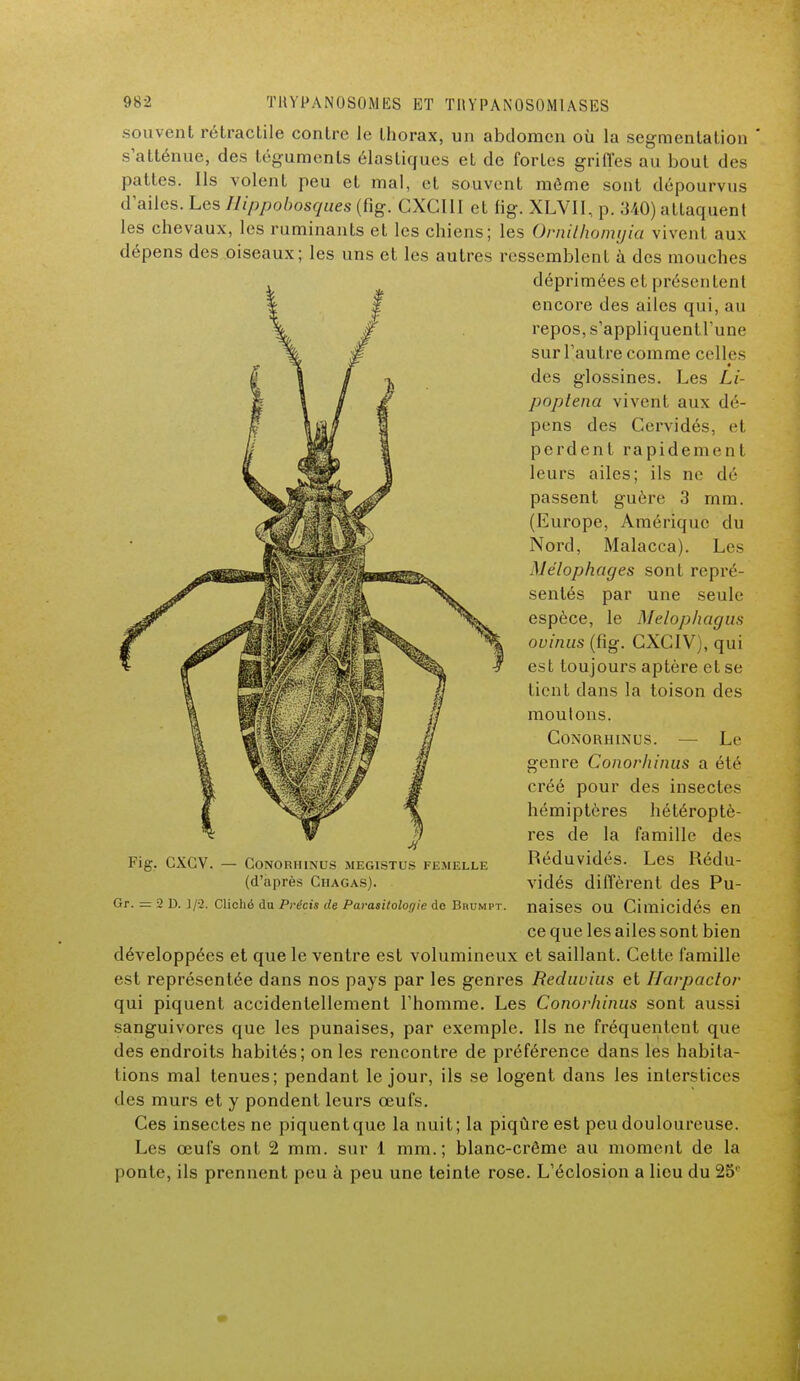 souvent rétractile contre le thorax, un abdomen où la segmentation  s'atténue, des téguments élastiques et de fortes griffes au bout des pattes. Ils volent peu et mal, et souvent môme sont dépourvus d'ailes. Les Hippobosques (fig. CXCI1I et fig. XLVII, p. 340) attaquent les chevaux, les ruminants et les chiens; les Ornilhomyia vivent aux dépens des oiseaux; les uns et les autres ressemblent à des mouches déprimées et présentent encore des ailes qui, au repos, s'appliquentl'une sur l'autre comme celles • des glossines. Les Li- poptena vivent aux dé- pens des Cervidés, et perdent rapidement leurs ailes; ils ne dé passent guère 3 mm. (Europe, Amérique du Nord, Malacca). Les Mélophages sont repré- sentés par une seule espèce, le Melophagus ouinus (fig. GXCIV), qui est toujours aptère et se tient dans la toison des moutons. Conorhinus. — Le genre Conorhinus a été créé pour des insectes hémiptères héléroptè- res de la famille des Fig. CXGV. — Conorhinus megistus femelle Réduvidés. Les Rédu- (d'après Chagas). vidés diffèrent des Pu- Gr. = 2 D. 1/2. Cliché du Précis de Parasitolorjie de Brumpt. naises OU Cimicidés en ce que les ailes sont bien développées et que le ventre est volumineux et saillant. Cette famille est représentée dans nos pays par les genres Rediwius et Harpactor qui piquent accidentellement l'homme. Les Conorhinus sont aussi sanguivores que les punaises, par exemple. Ils ne fréquentent que des endroits habités; on les rencontre de préférence dans les habita- lions mal tenues; pendant le jour, ils se logent dans les interstices des murs et y pondent leurs œufs. Ces insectes ne piquent que la nuit; la piqûre est peu douloureuse. Les œufs ont 2 mm. sur 1 mm.; blanc-crôme au moment de la ponte, ils prennent peu à peu une teinte rose. L'éclosion a lieu du 25e