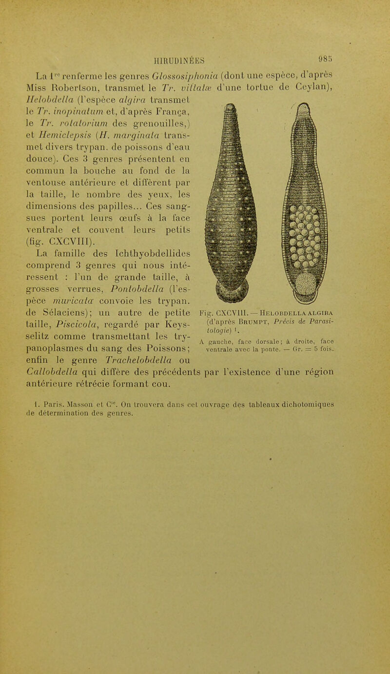 La lr0 renferme les genres Glossosip/ionia (dont une espèce, d'après Miss Roberlson, transmet le Tr. viilatsn d'une tortue de Ceylan), Helobdella (l'espèce algira transmet le Tr. inopinatam et, d'après França, le Tr. rotatorîum des grenouilles,) et Hemiclepsis {H. marginaia trans- met divers trypan. de poissons d'eau douce). Ces 3 genres présentent en commun la bouche au fond de la ventouse antérieure et diffèrent par la taille, le nombre des yeux, les dimensions des papilles... Ces sang- sues portent leurs œufs à la face ventrale et couvent leurs petits (fig. CXCVIII). La famille des Ichthyobdellides comprend 3 genres qui nous inté- ressent : l'un de grande taille, à grosses verrues, Pontobdella (l'es- pèce muricalcc convoie les trypan. de Sélaciens); un autre de petite taille, Piscicola, regardé par Keys- selitz comme transmettant les try- panoplasmes du sang des Poissons; enfin le genre Trachelobdella ou Callobdella qui diffère des précédents par l'existence d'une région antérieure rétrécie formant cou. Fig-. CXCVIII. — Helobdella algira (d'après Brumpt. Précis de Parasi- lologie) *. A tranche, face dorsale ; à droite, faco ventrale avec la ponte. — Gr. = 5 fois. 1. Paris. Masson el G10. Un trouvera dans cel ouvrage des tableaux dichotomiques de détermination des genres.