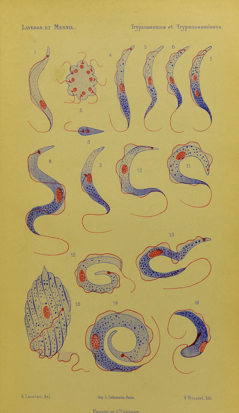 Laveran et Mesnil . Trypanosomes et Trypaixo s omisses. A. Laveran, del. Imp. I Lafontaine.Paris. Masson et. C1C ÀHitfiiirc V Roussel,ïtfa